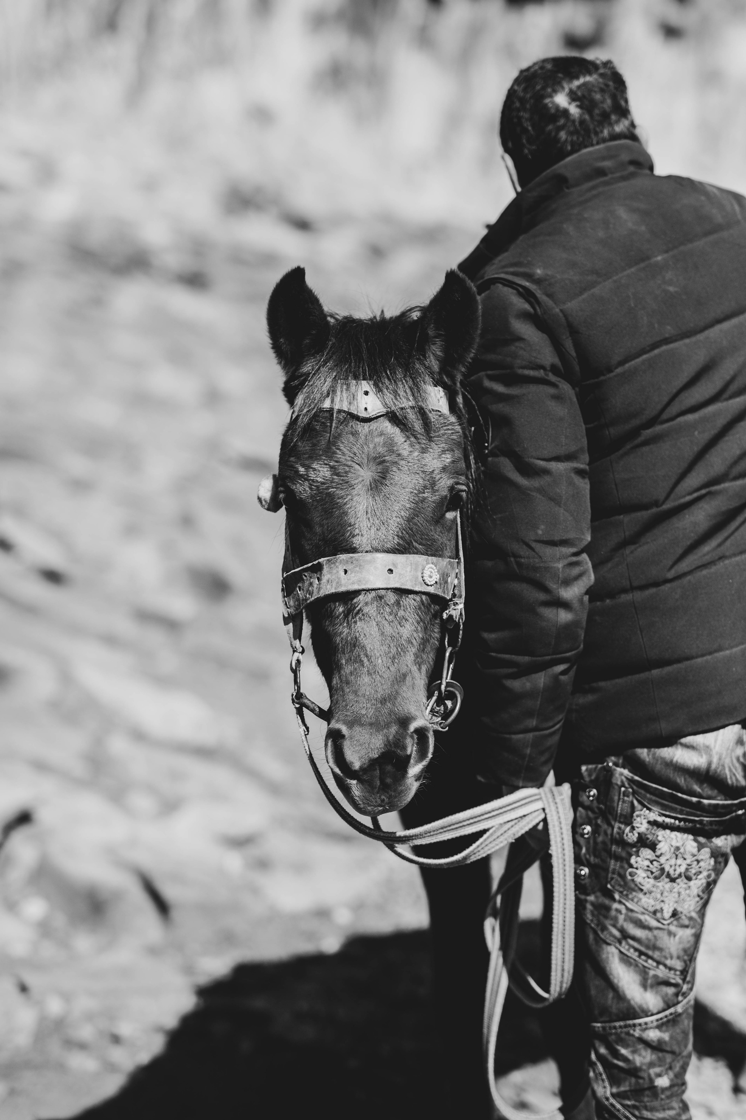 Армения. Zenizza