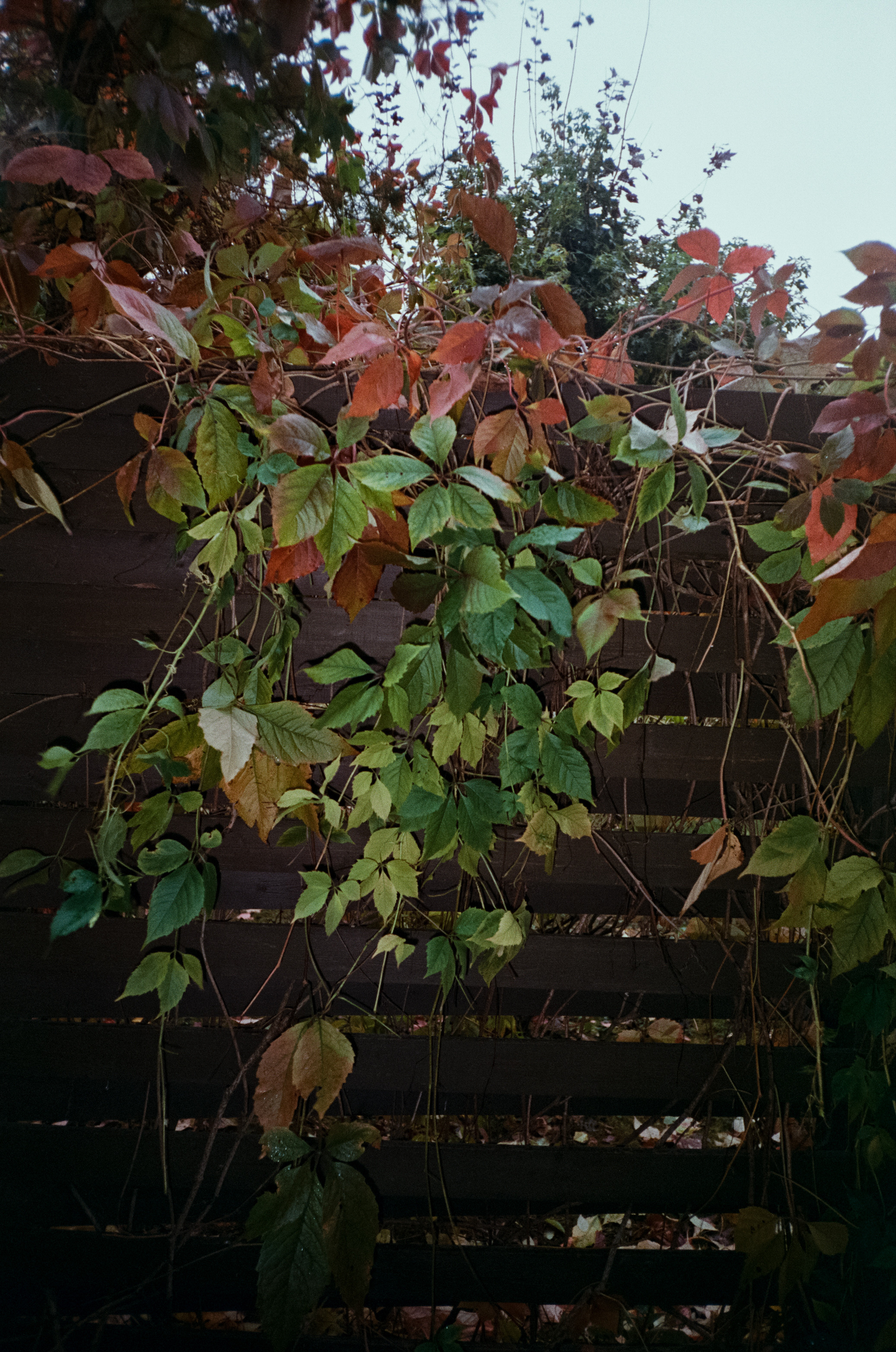 Fuji Work Record 28 мм / Konica Centuria Super 400 / Давыдовское