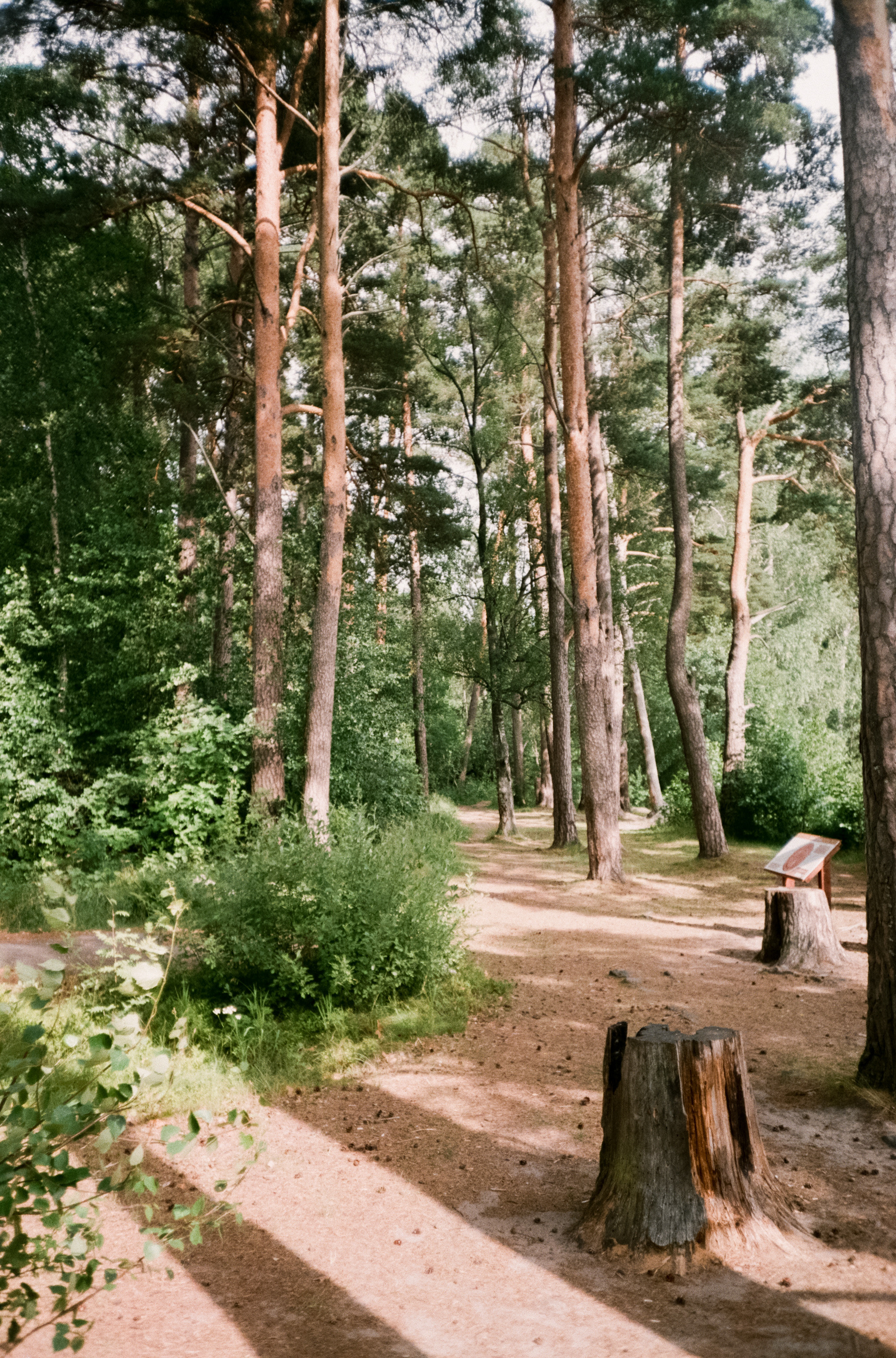 Остров Валаам и остров Каменистый на Cinestill 400D