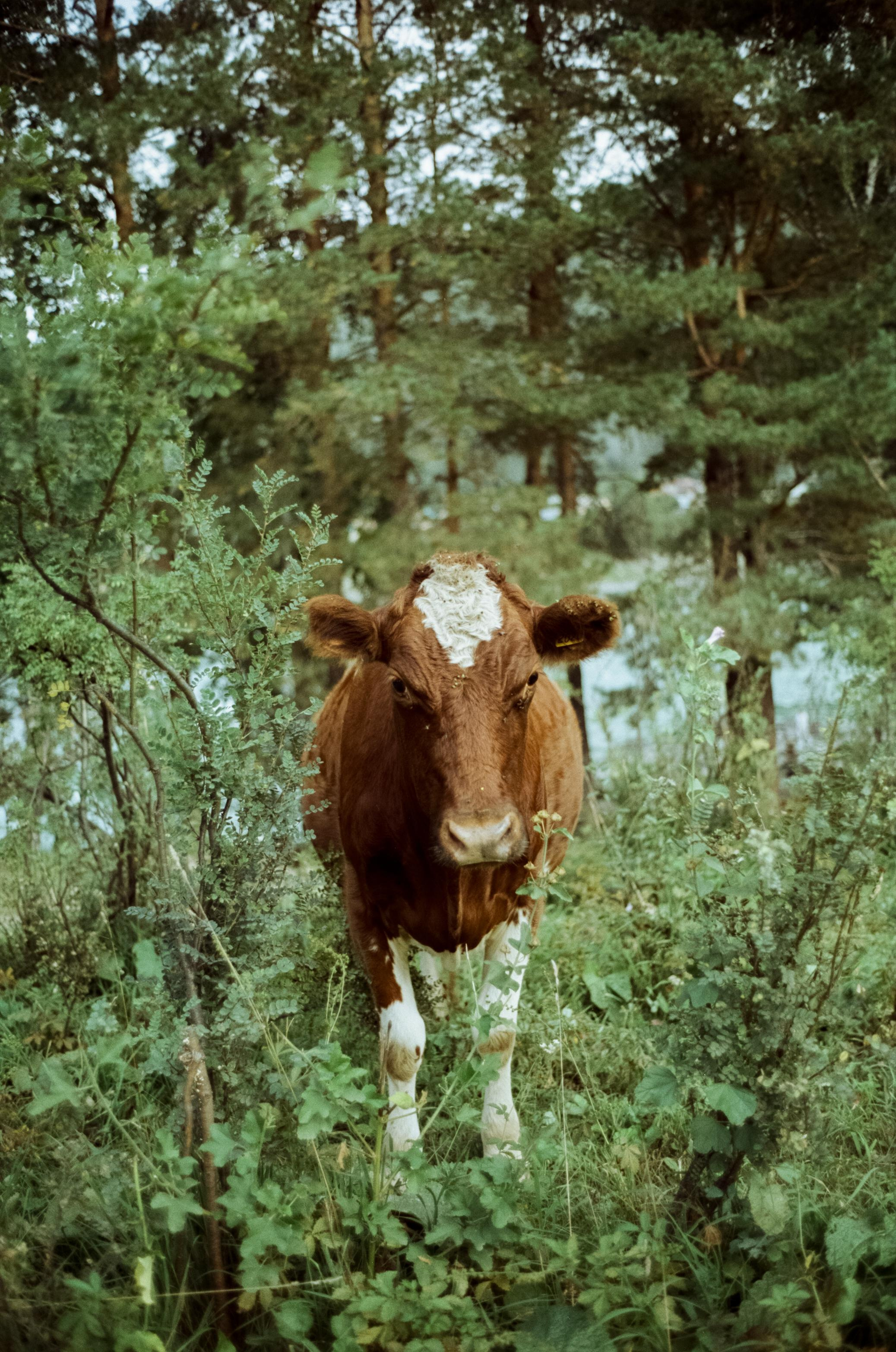 Зубы Дракона, Чемальский тракт
