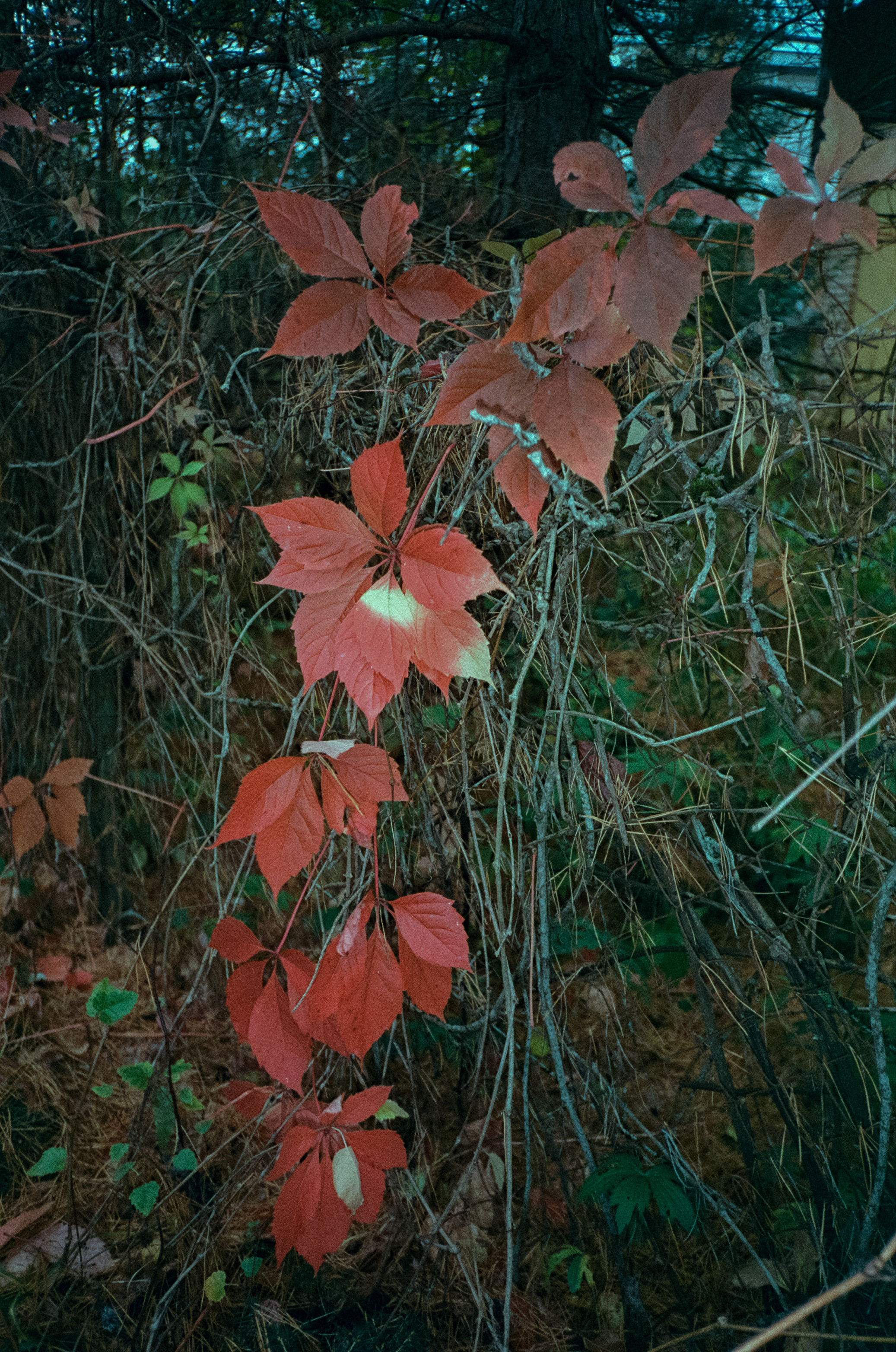 Fuji Work Record 28 мм / Konica Centuria Super 400 / Давыдовское
