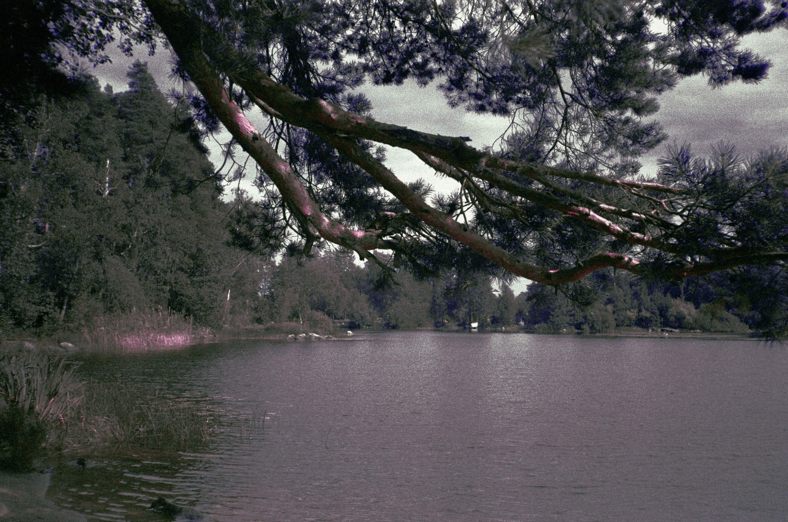 Фотография на просроченную пленку Konica Centuria 400