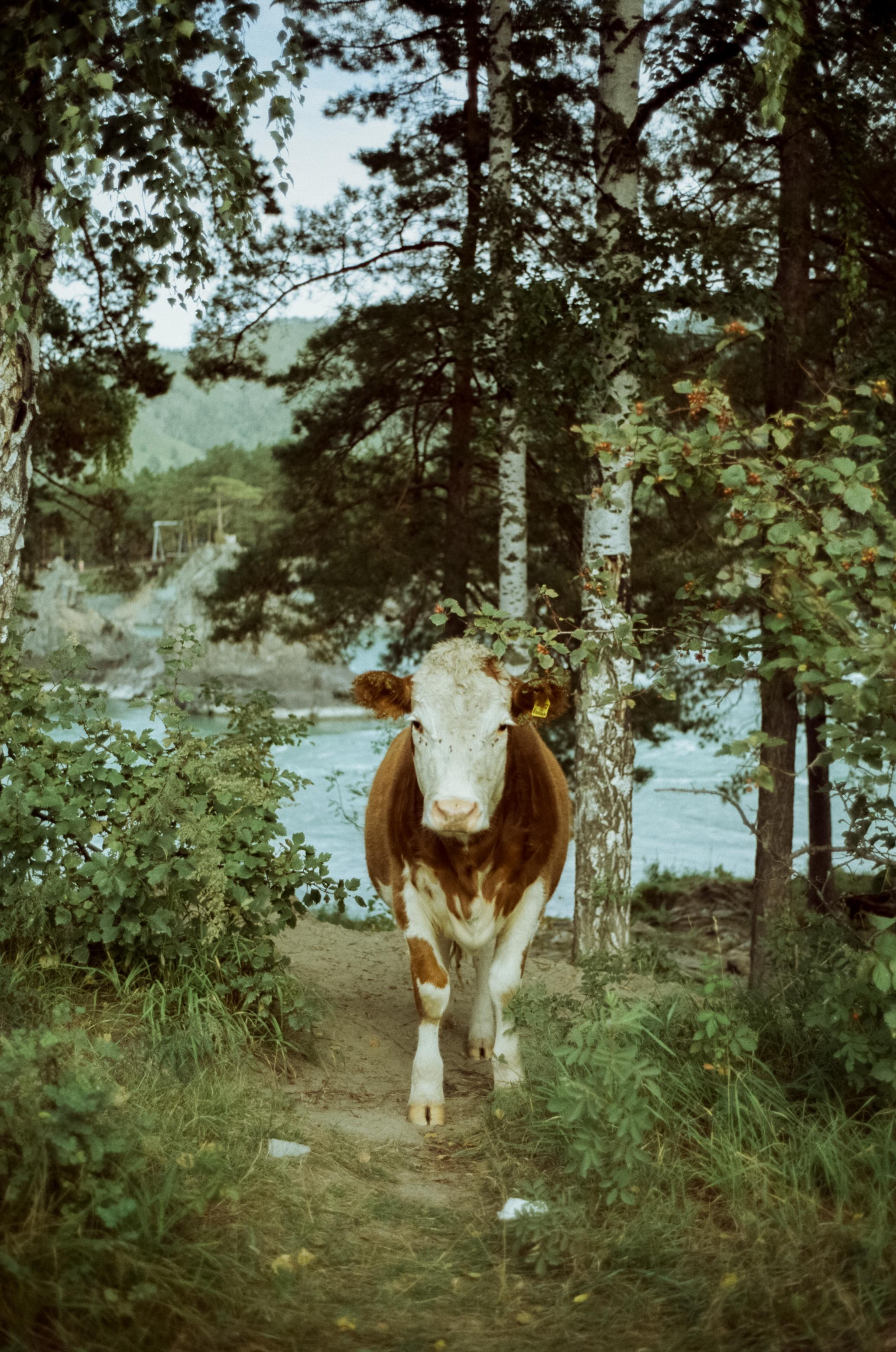 Зубы Дракона, Чемальский тракт