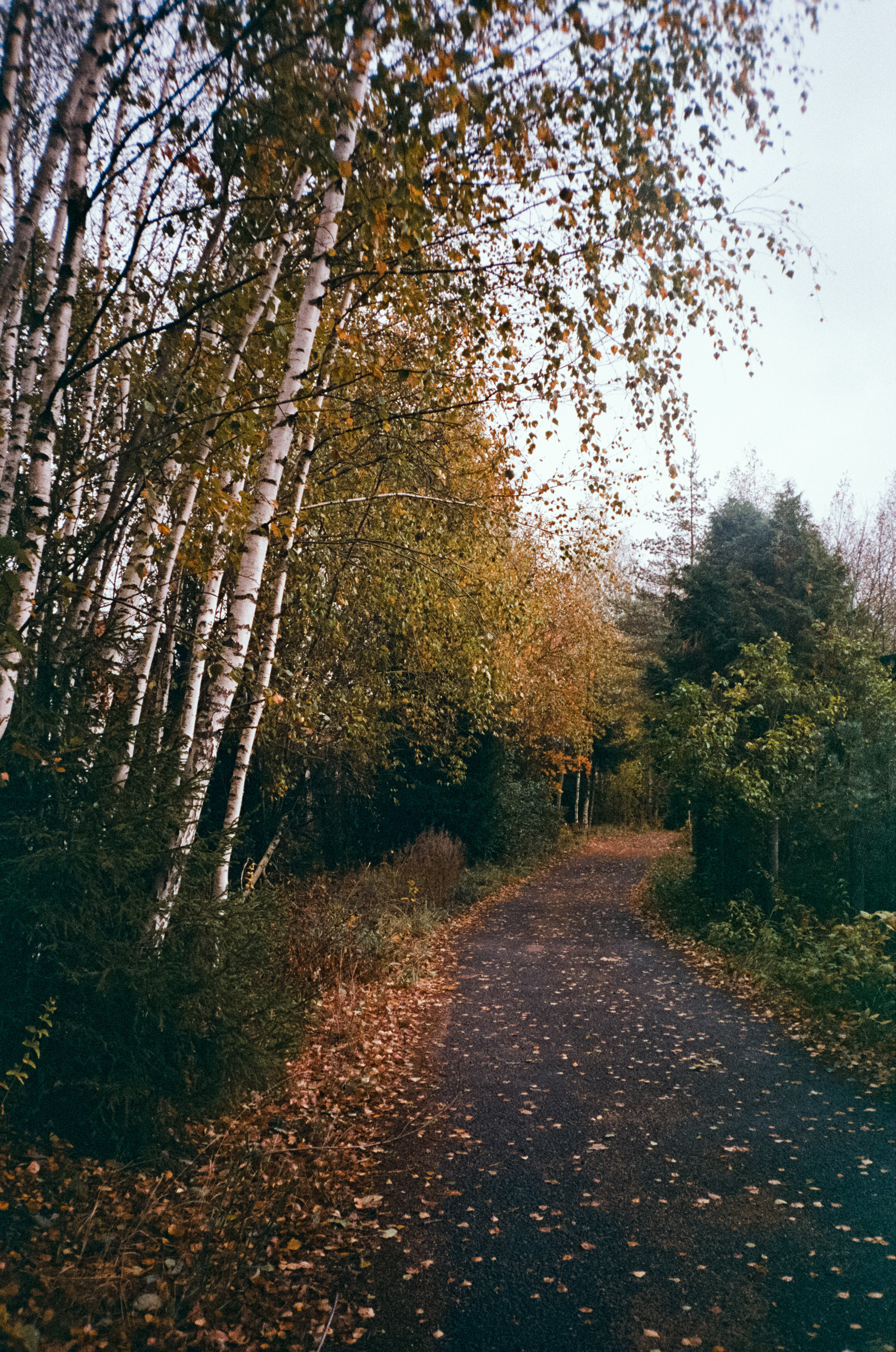 Fuji Work Record 28 мм / Konica Centuria Super 400 / Давыдовское