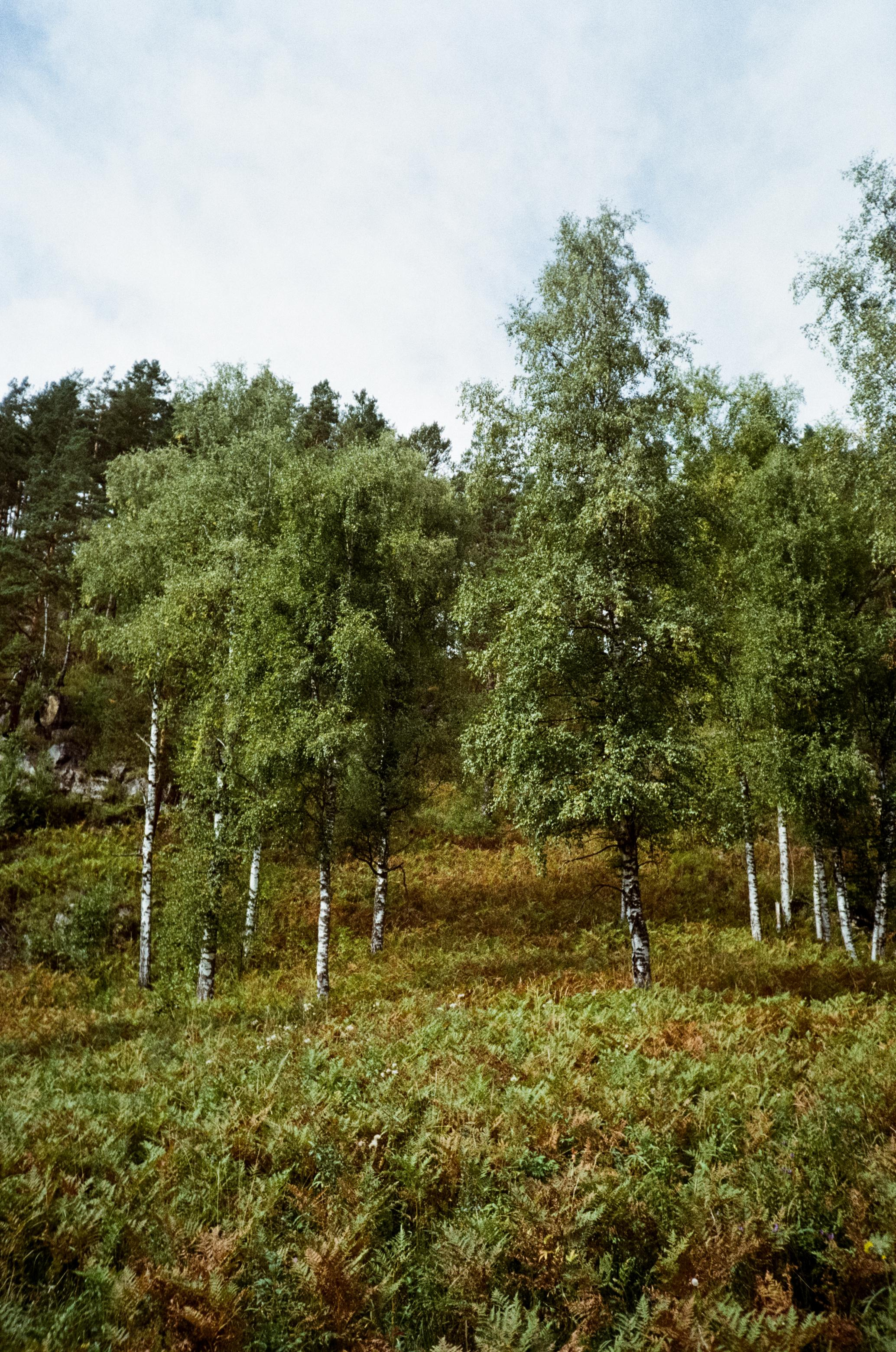 Kodak Gold 200 Алтай