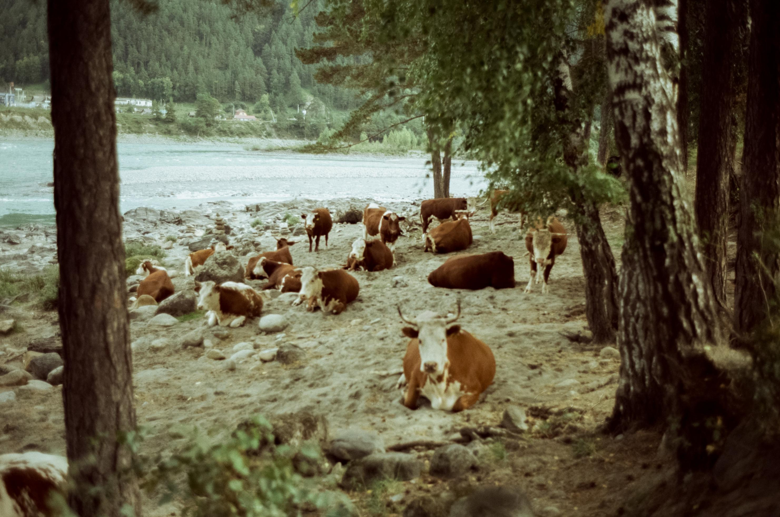 Зубы Дракона, Чемальский тракт