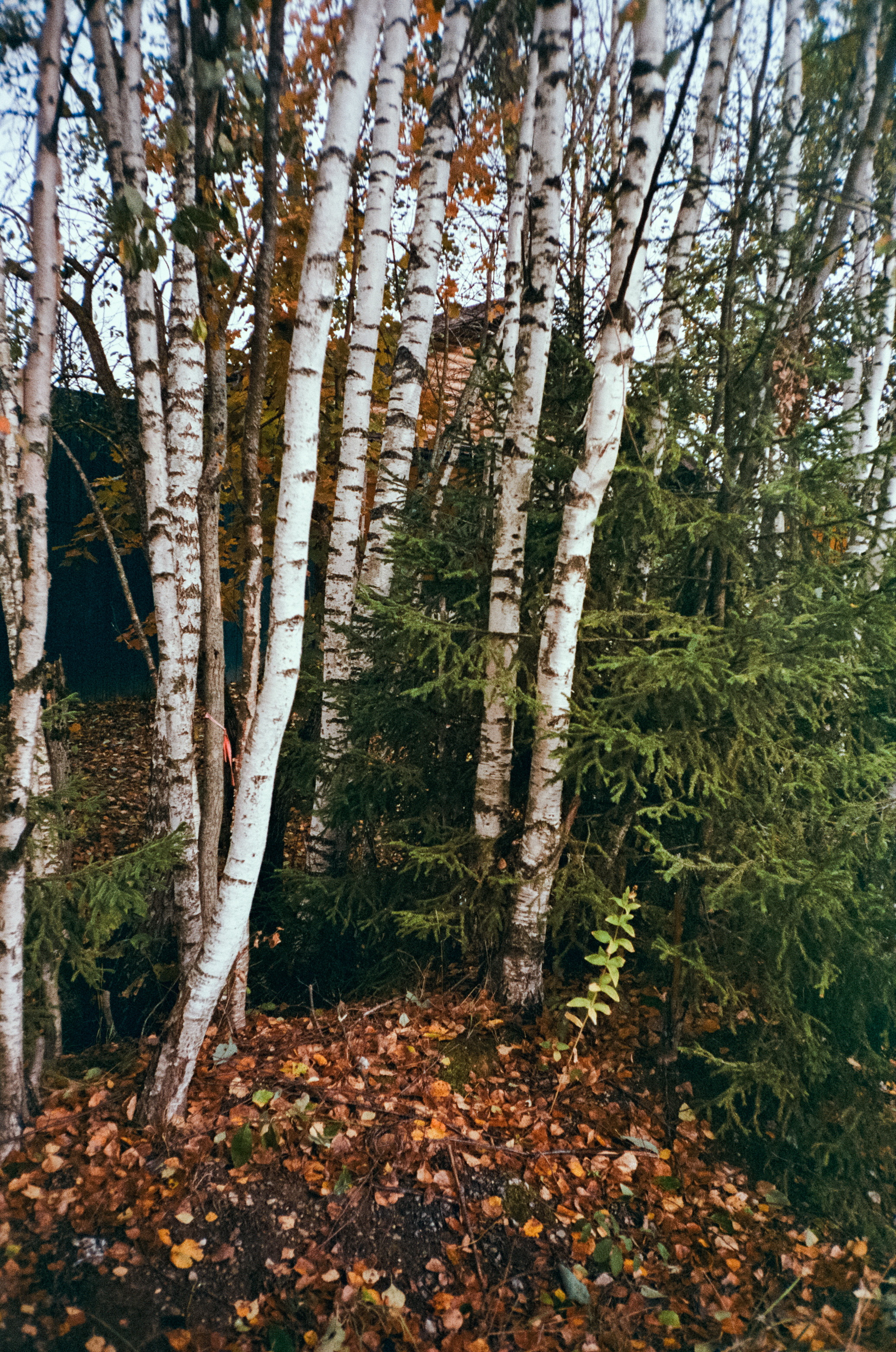 Fuji Work Record 28 мм / Konica Centuria Super 400 / Давыдовское