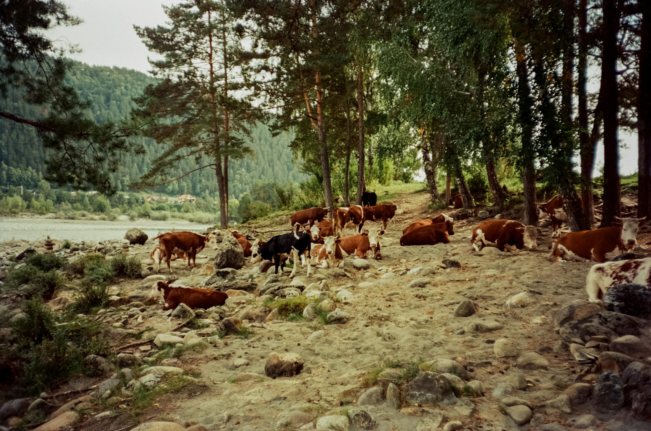 Kodak Aerocolor 125 примеры фотографий на пленку