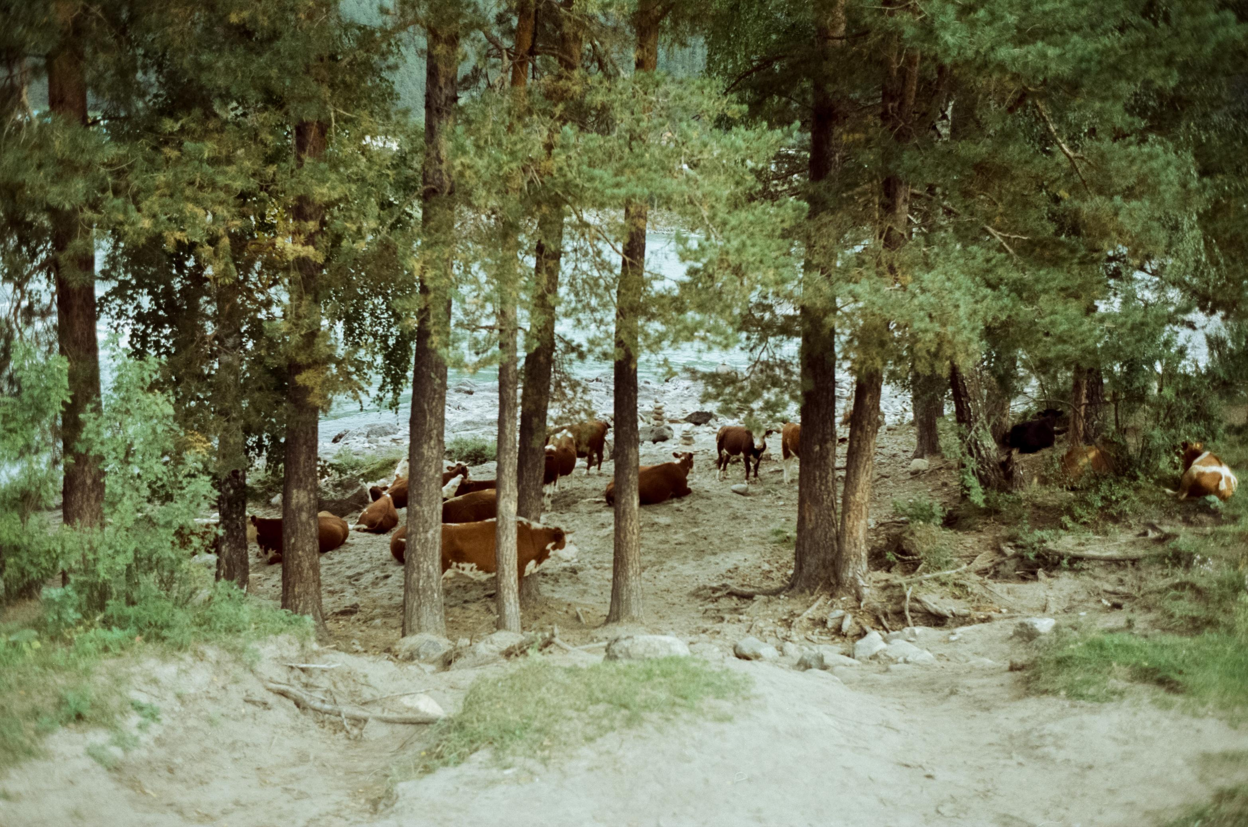 Зубы Дракона, Чемальский тракт