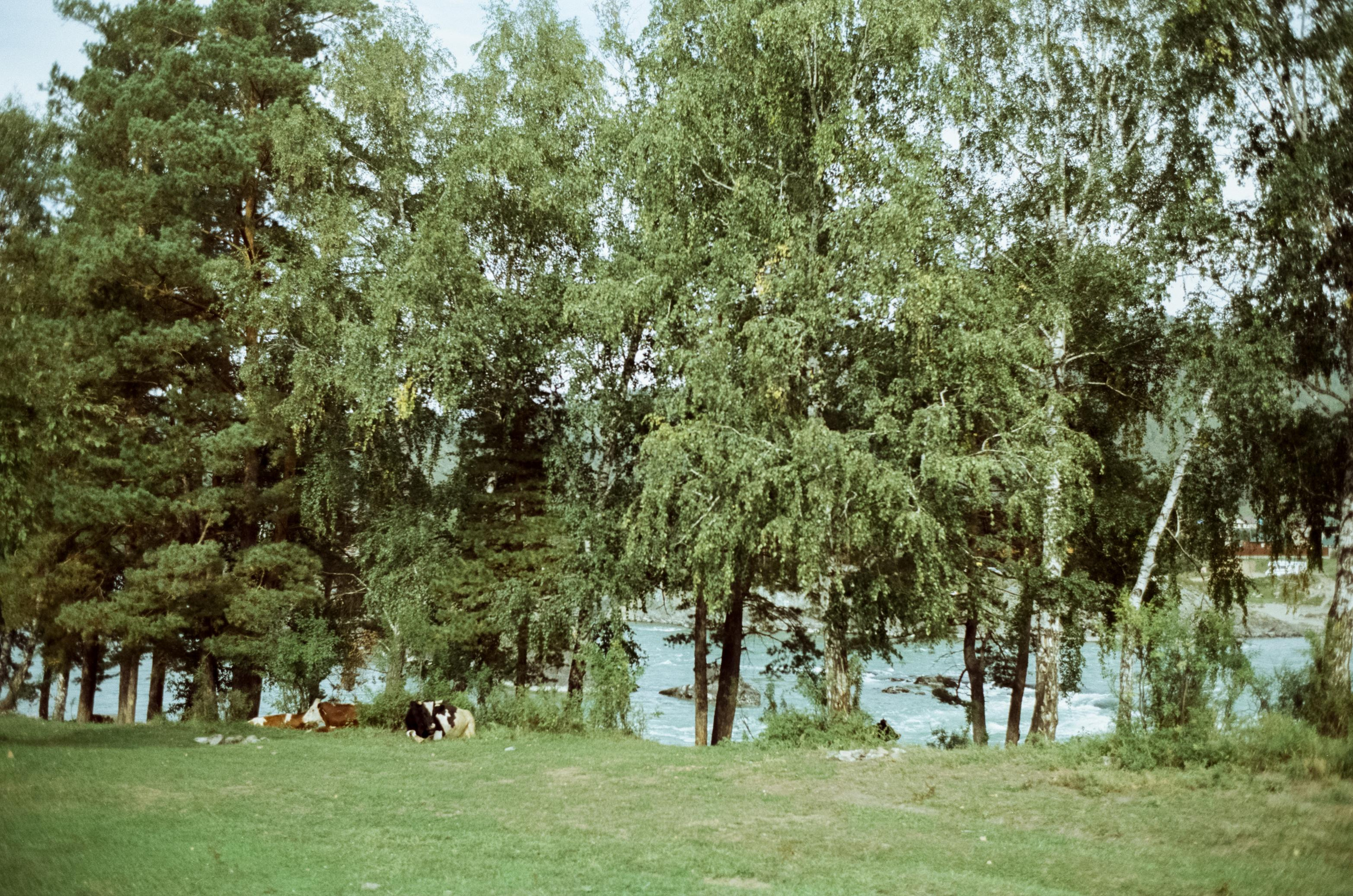 Зубы Дракона, Чемальский тракт