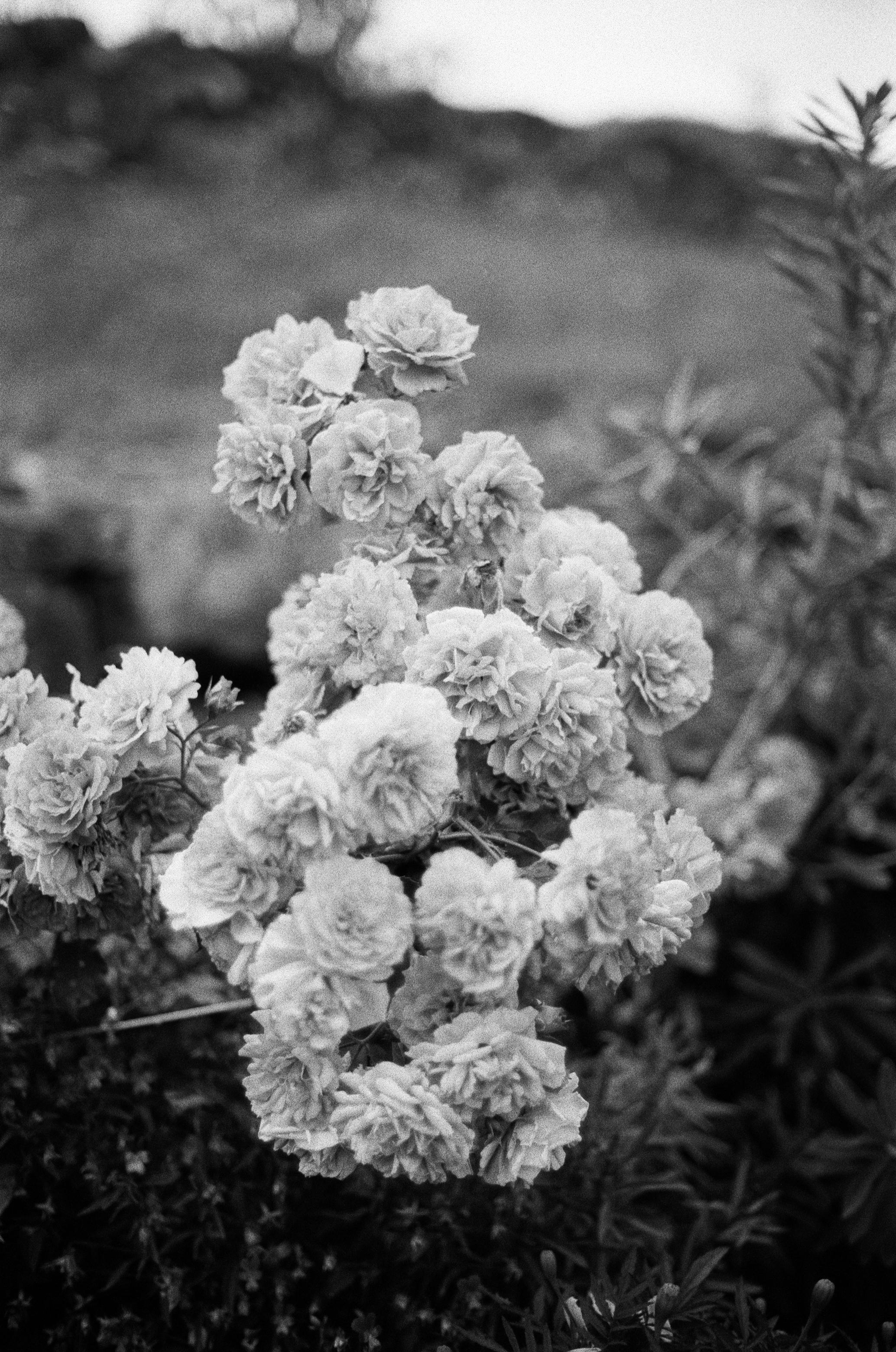 Крепость Корела и немного Истры 9-го мая