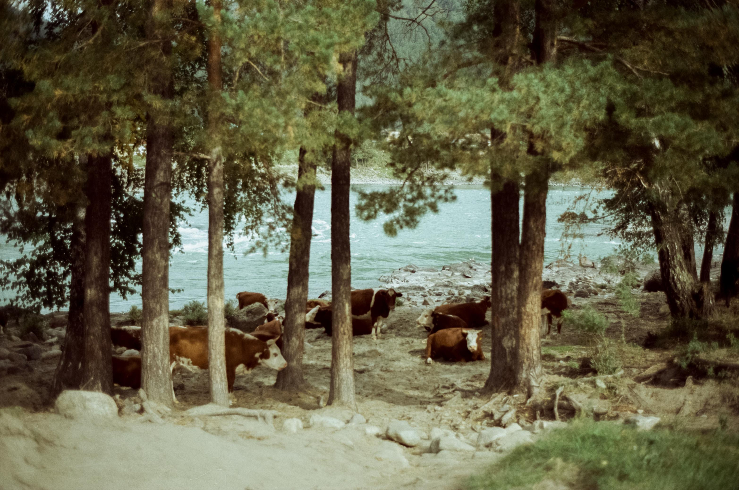 Зубы Дракона, Чемальский тракт