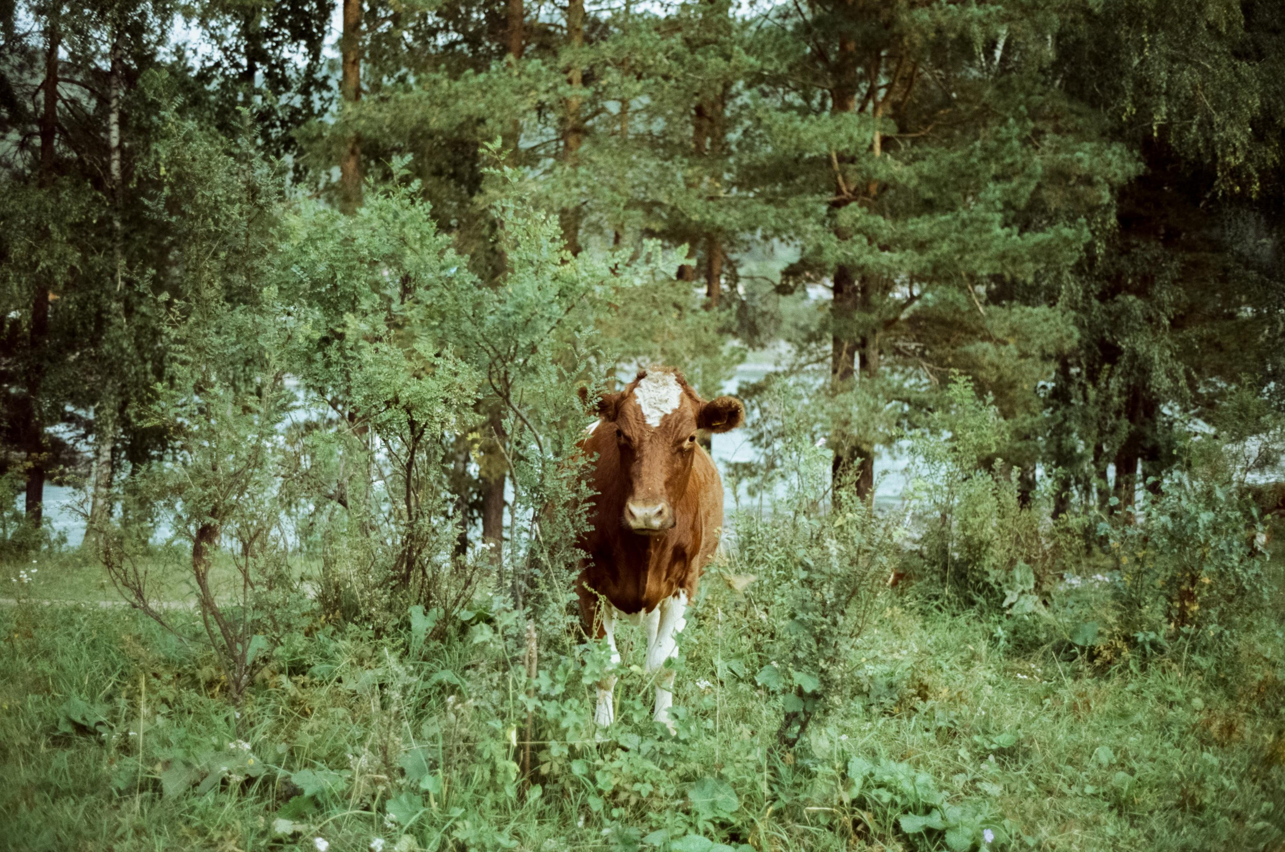 Зубы Дракона, Чемальский тракт