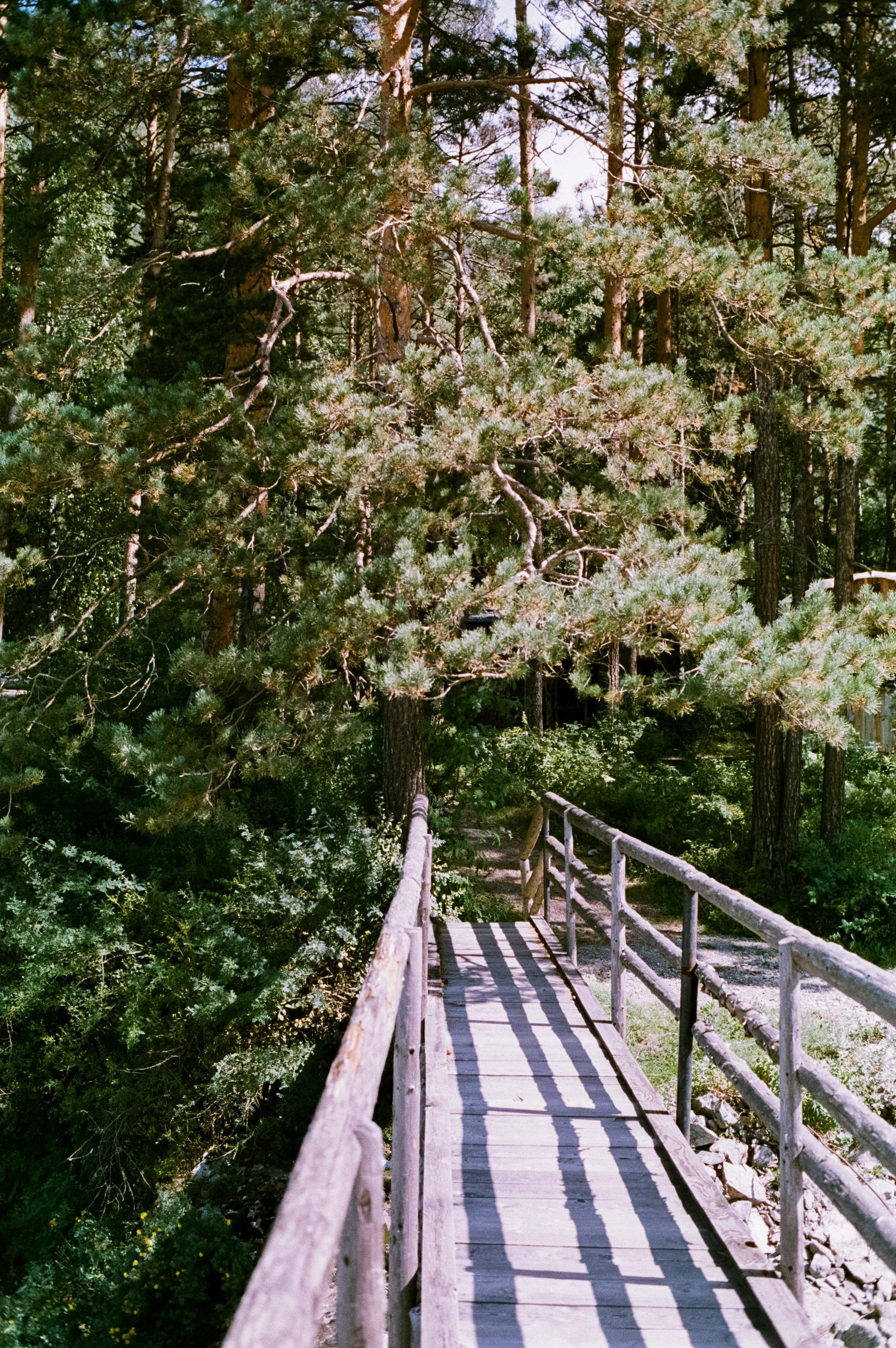 Алтай на фотопленку