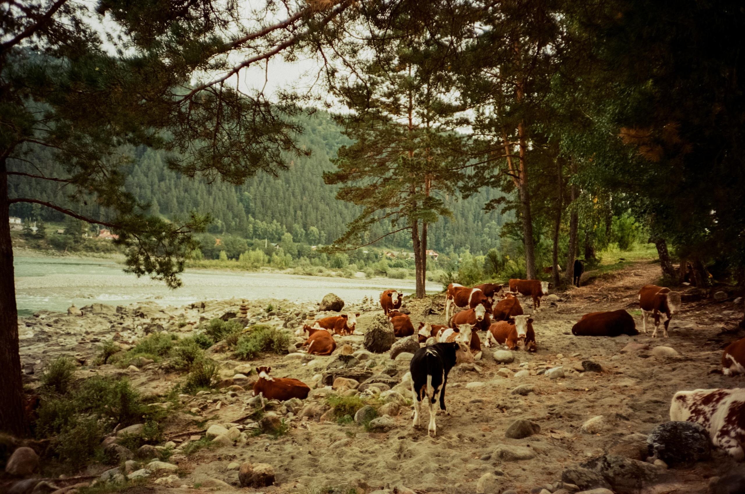 Kodak Aerocolor 125 примеры фотографий на пленку