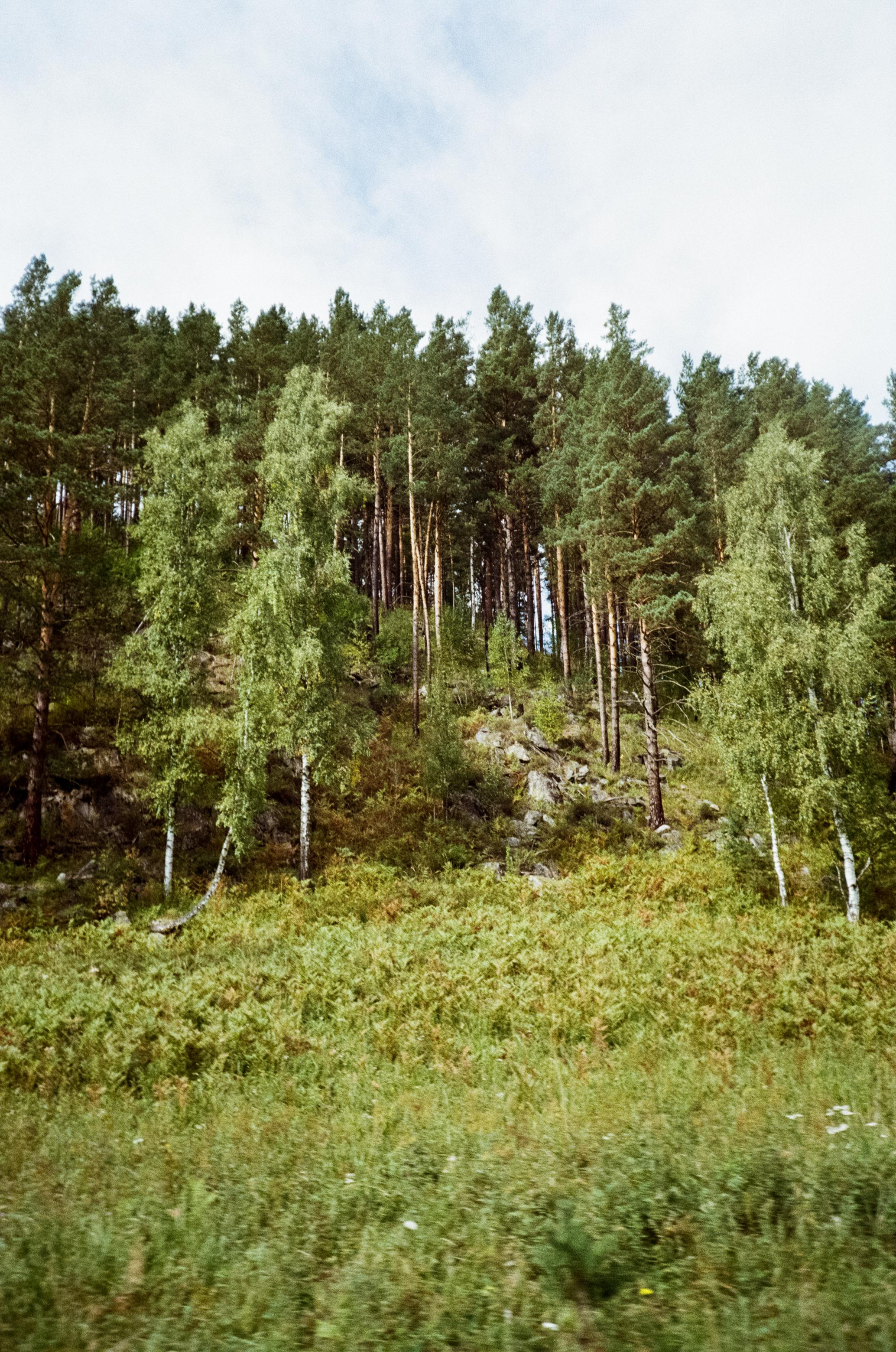 Kodak Gold 200 Алтай