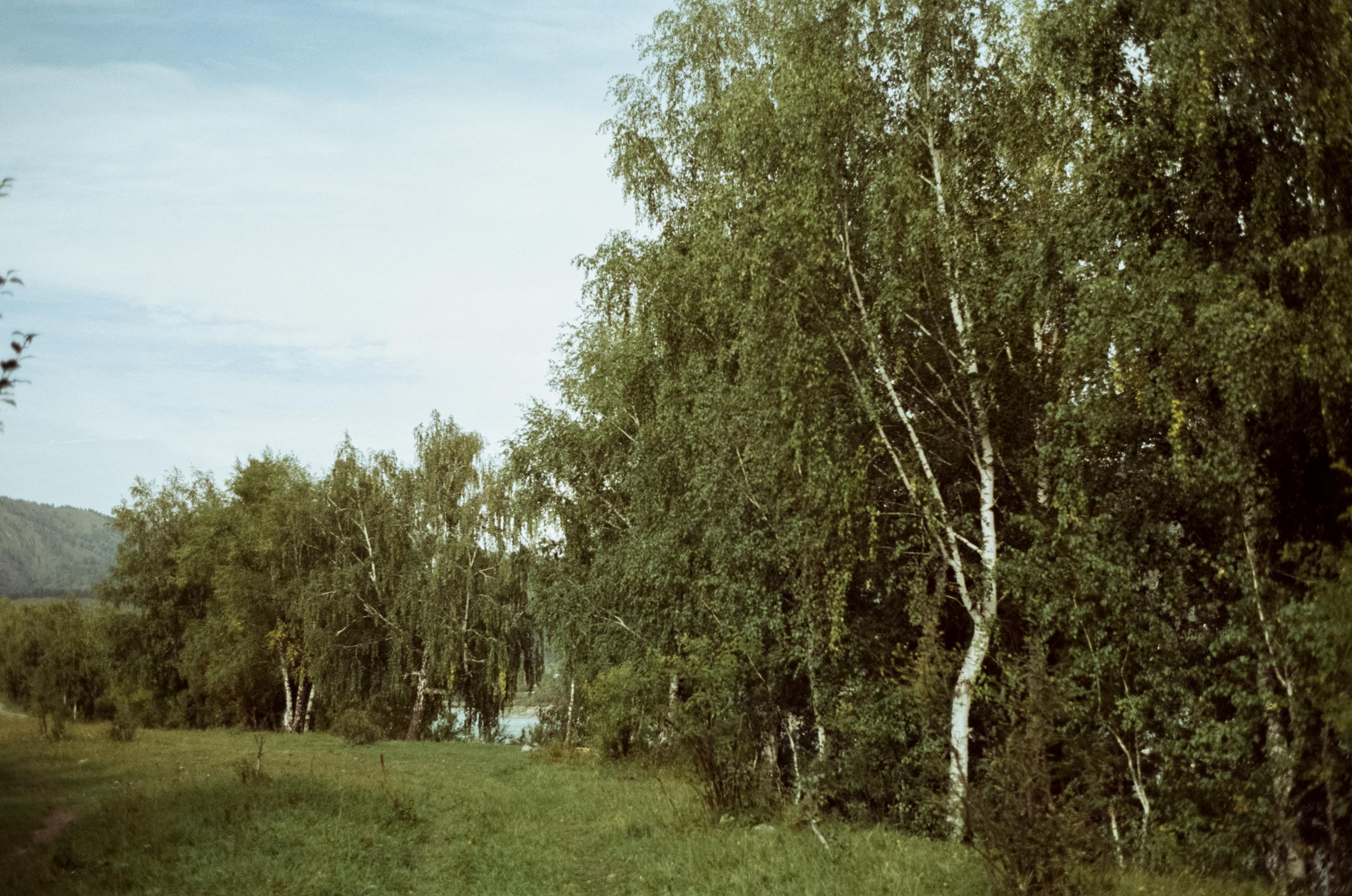 Зубы Дракона, Чемальский тракт