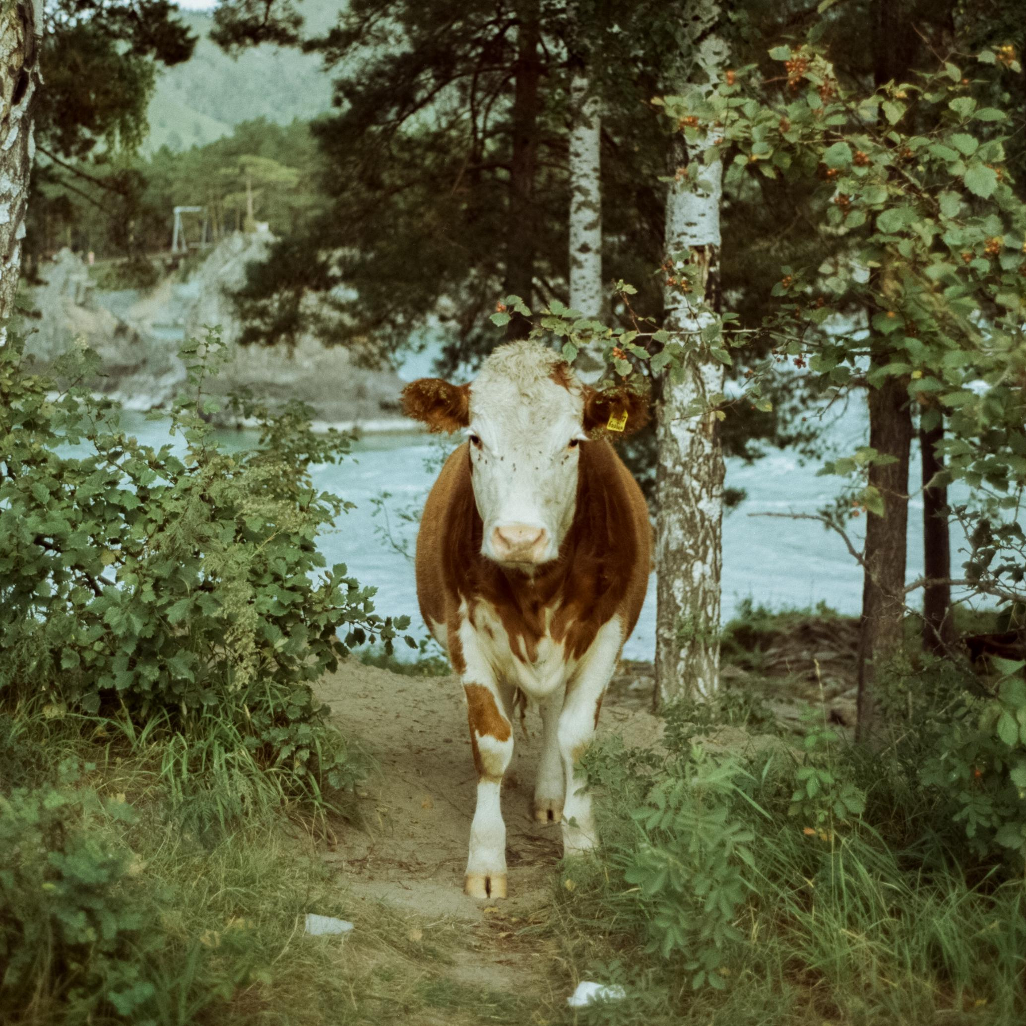 Зубы Дракона, Чемальский тракт