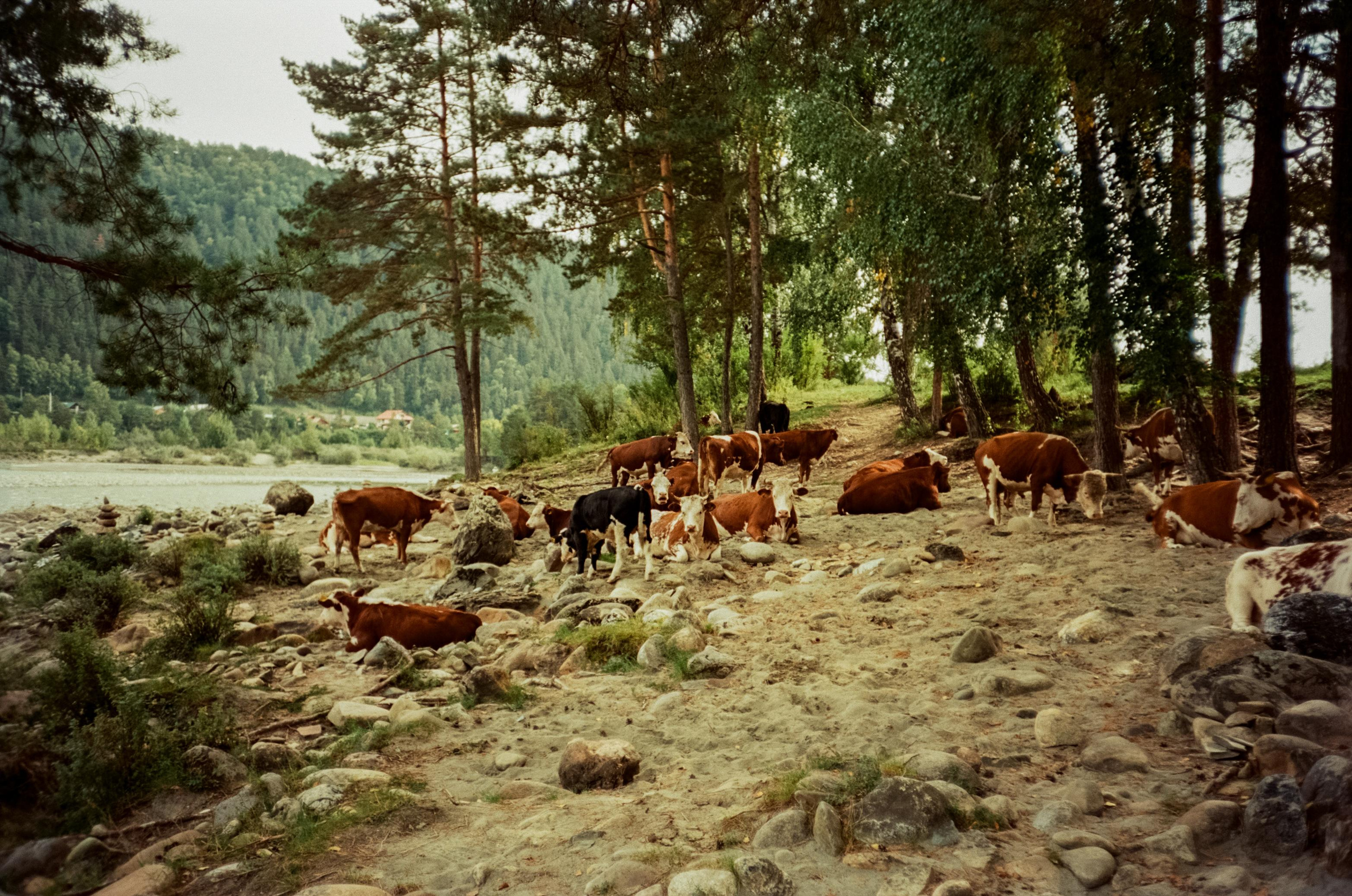 Kodak Aerocolor 125 примеры фотографий на пленку