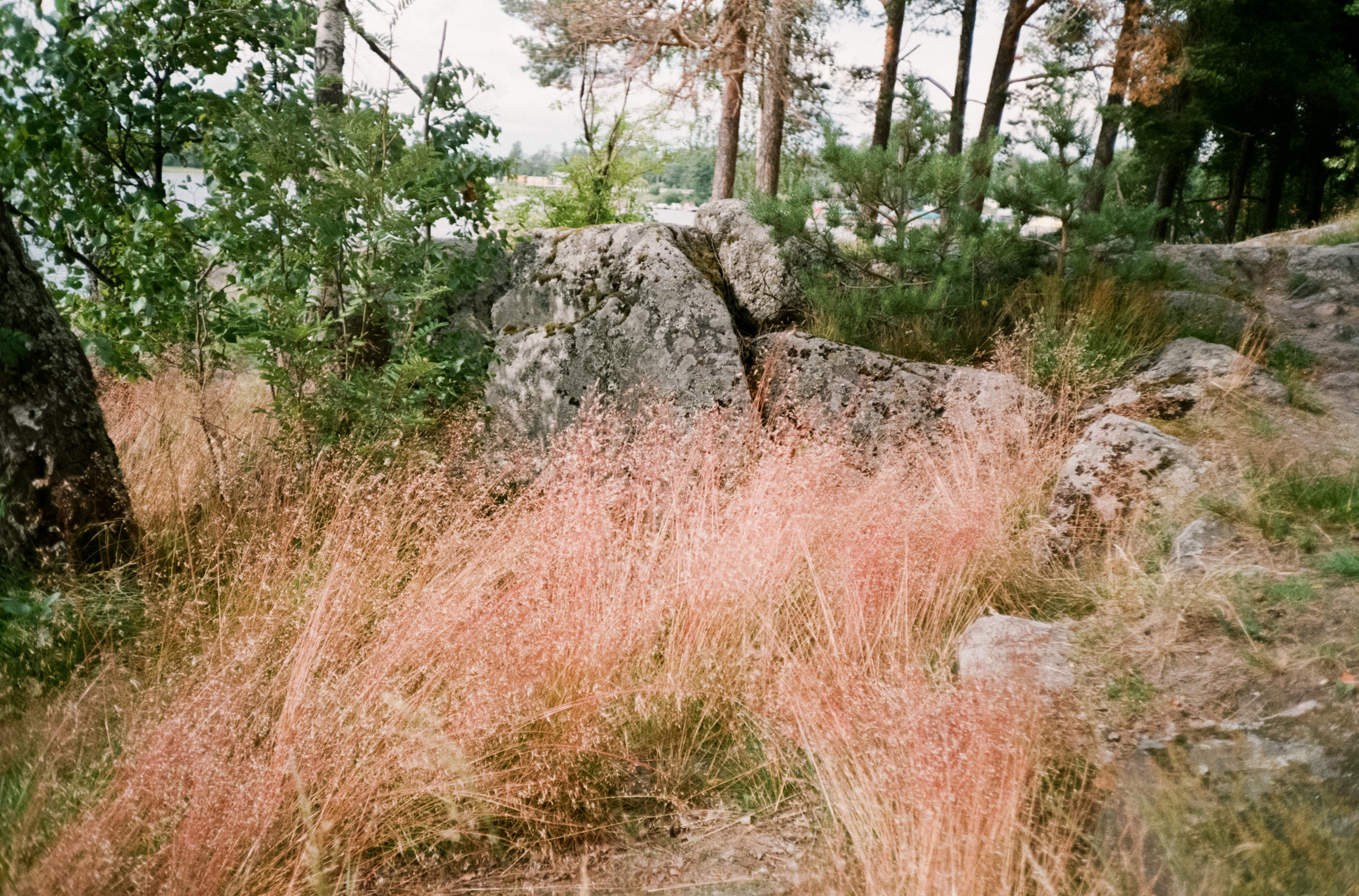 Остров Валаам и остров Каменистый на Cinestill 400D