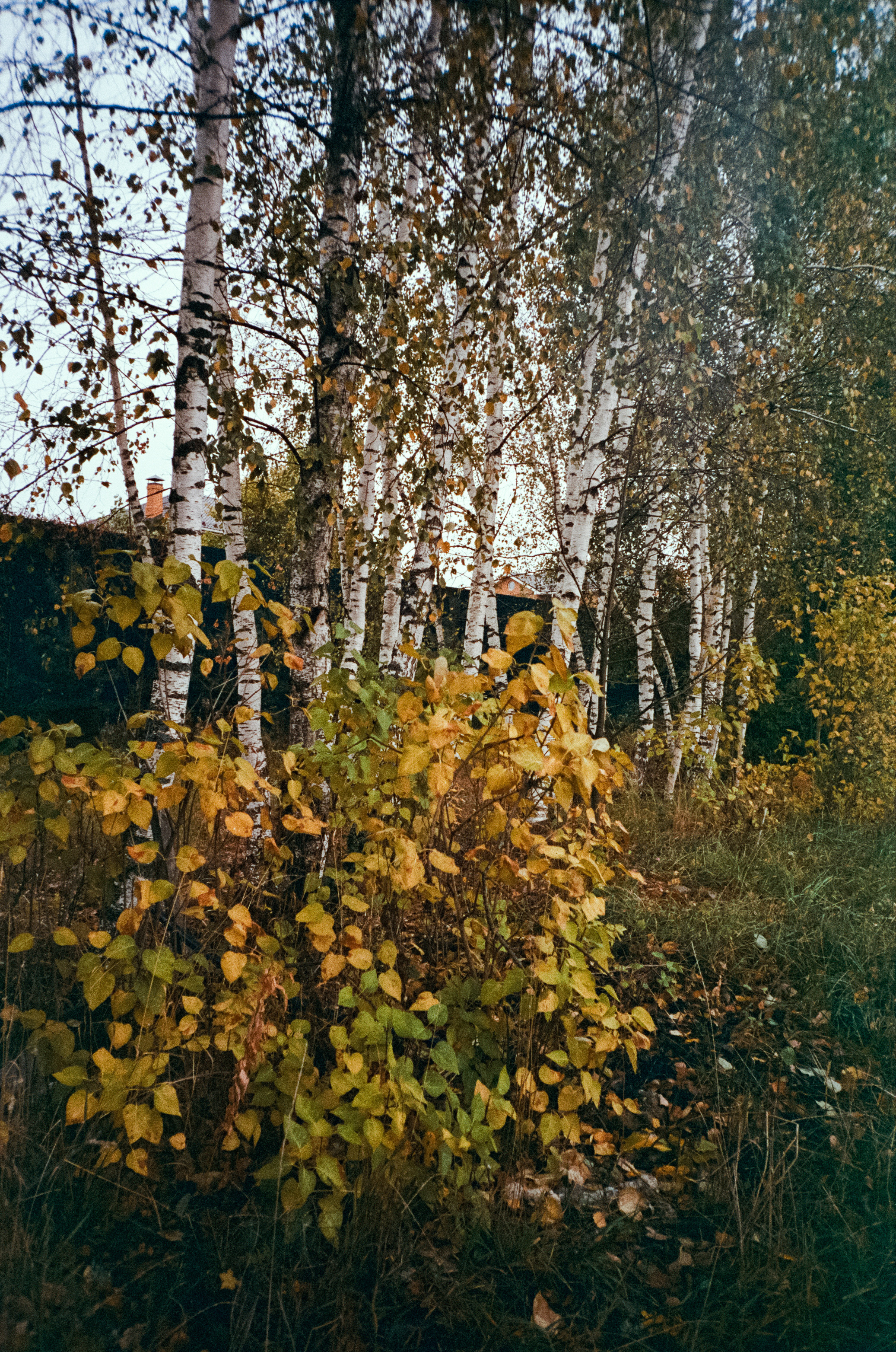 Fuji Work Record 28 мм / Konica Centuria Super 400 / Давыдовское