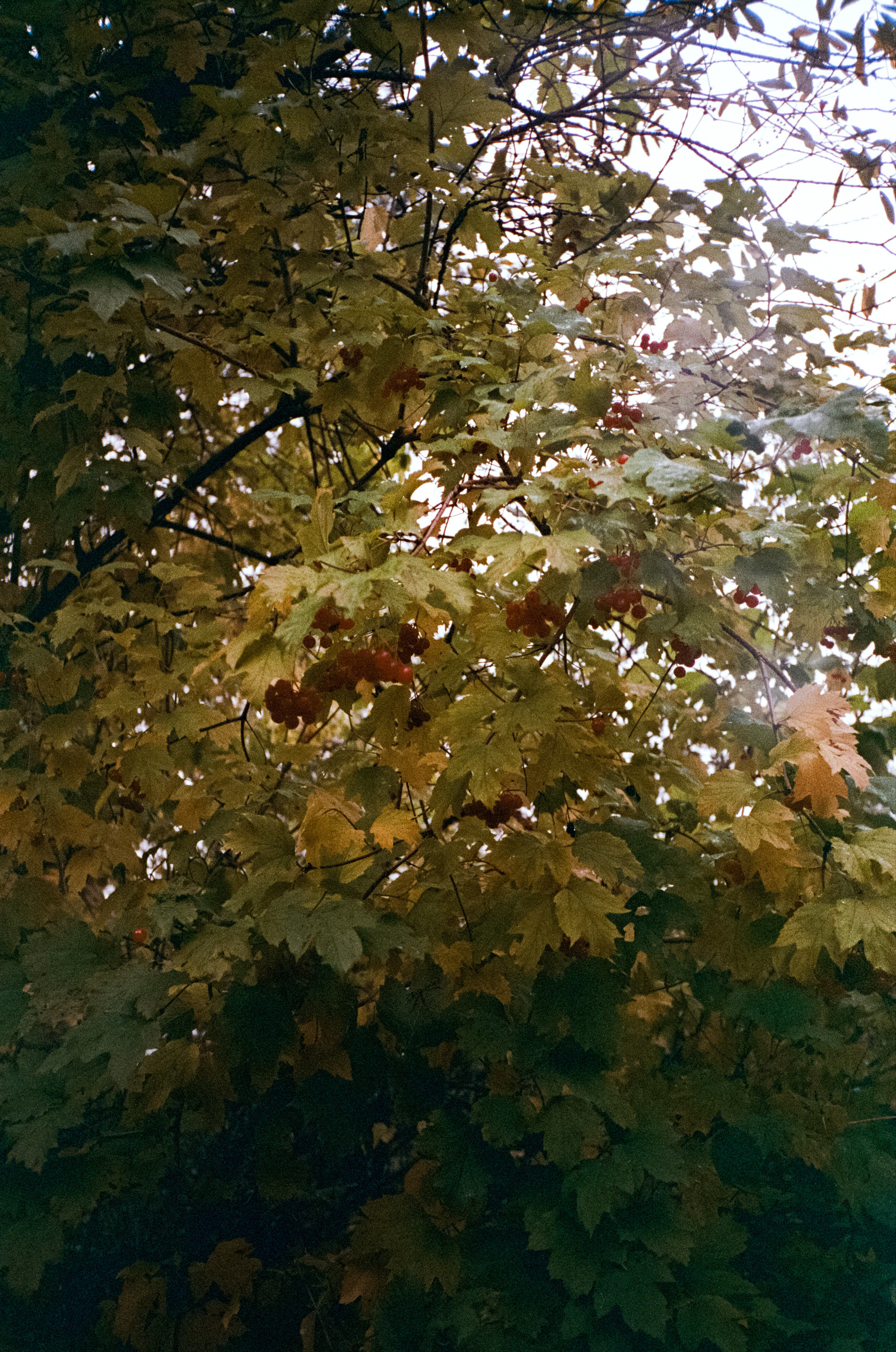 Fuji Work Record 28 мм / Konica Centuria Super 400 / Давыдовское