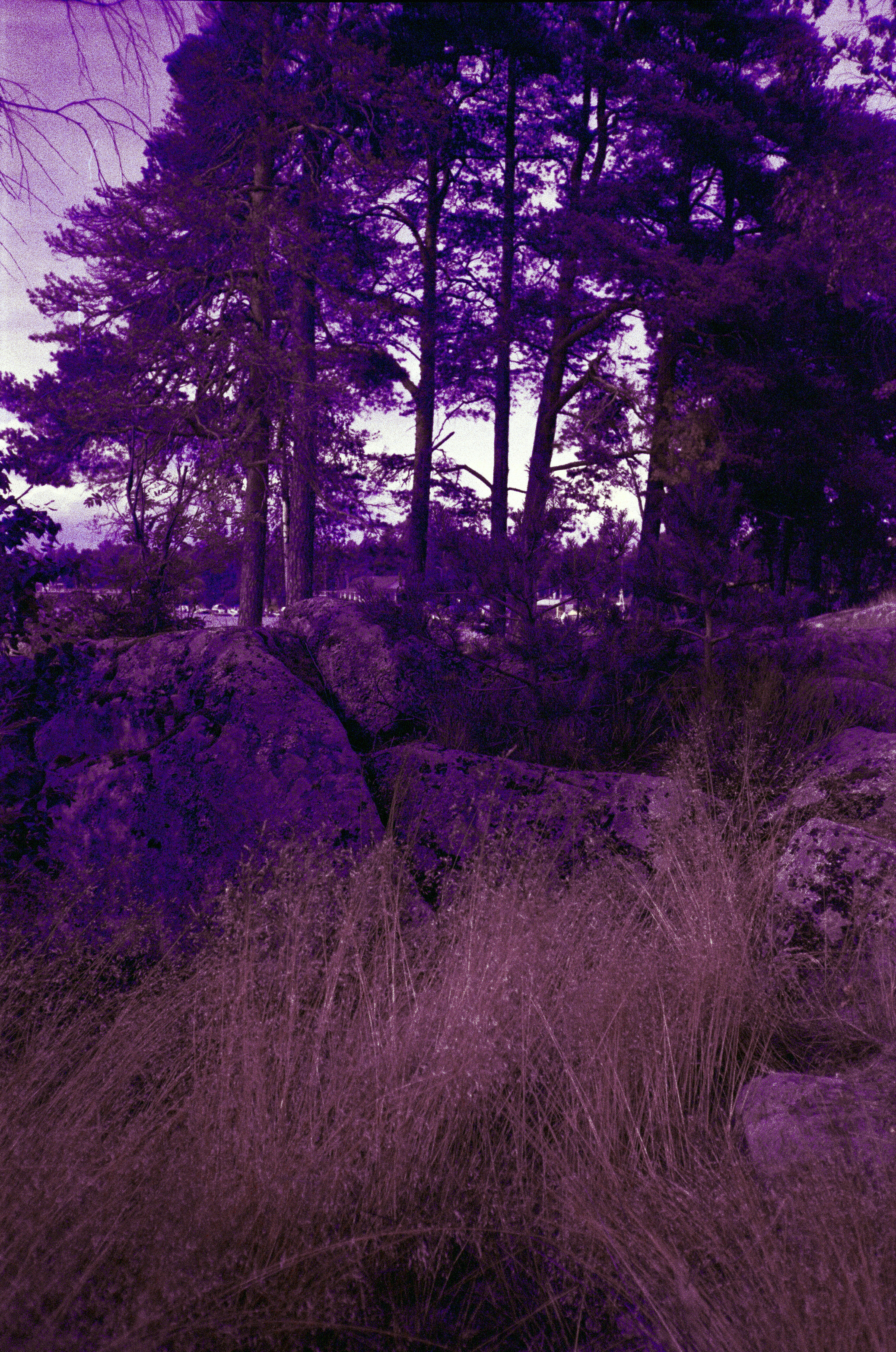 Фотография на просроченную пленку Konica Centuria 400