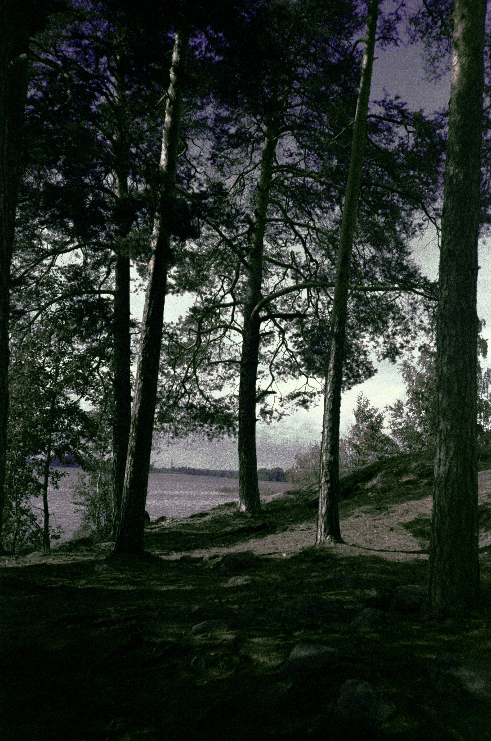 Фотография на просроченную пленку Konica Centuria 400