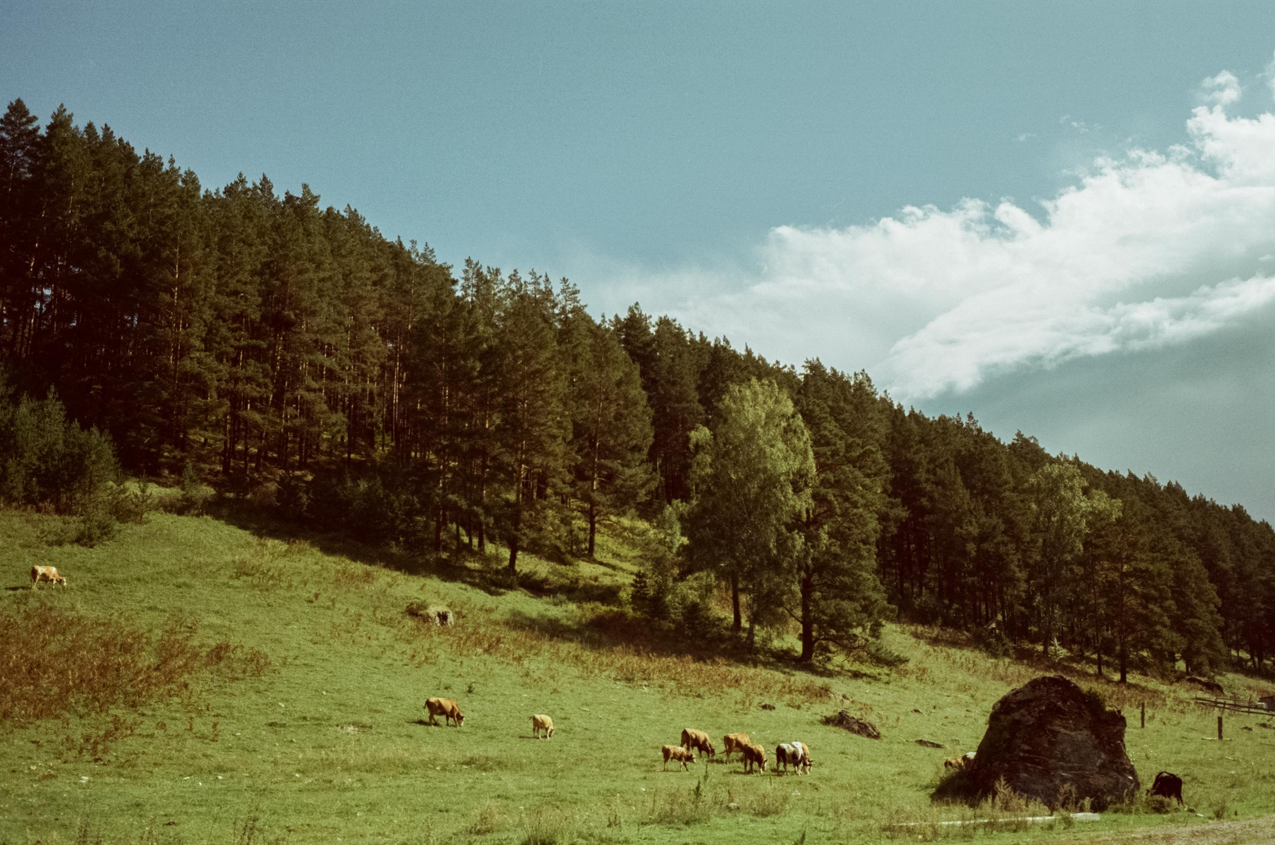 Самые красивые места Чемальского тракта на фотопленку