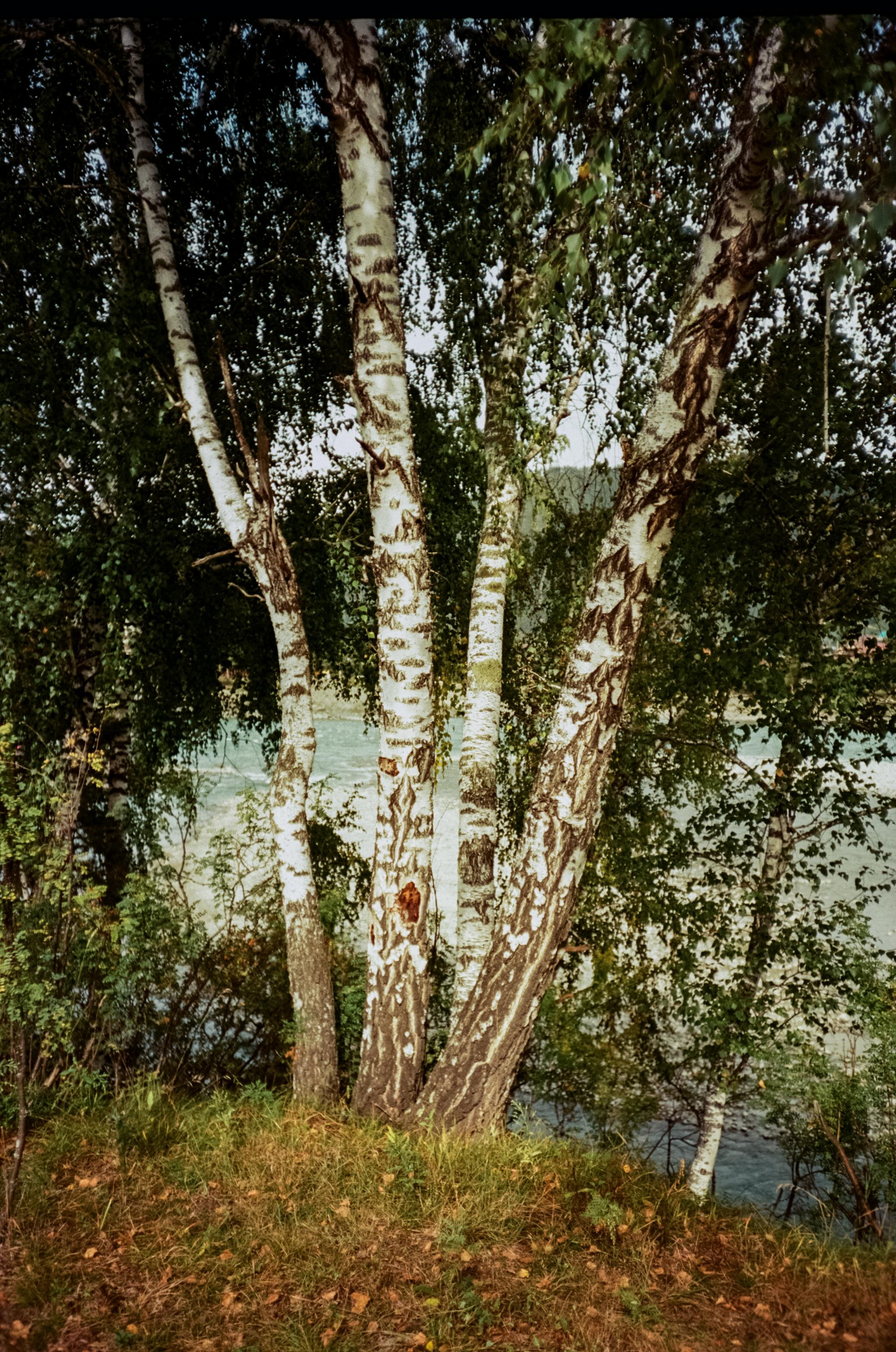 Kodak Aerocolor 125 примеры фотографий на пленку