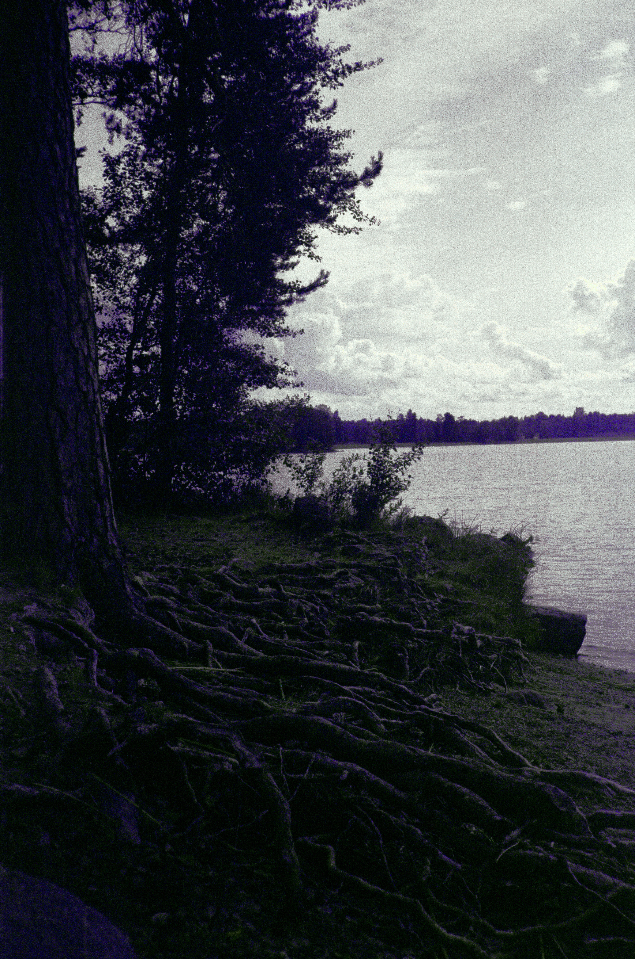 Фотография на просроченную пленку Konica Centuria 400