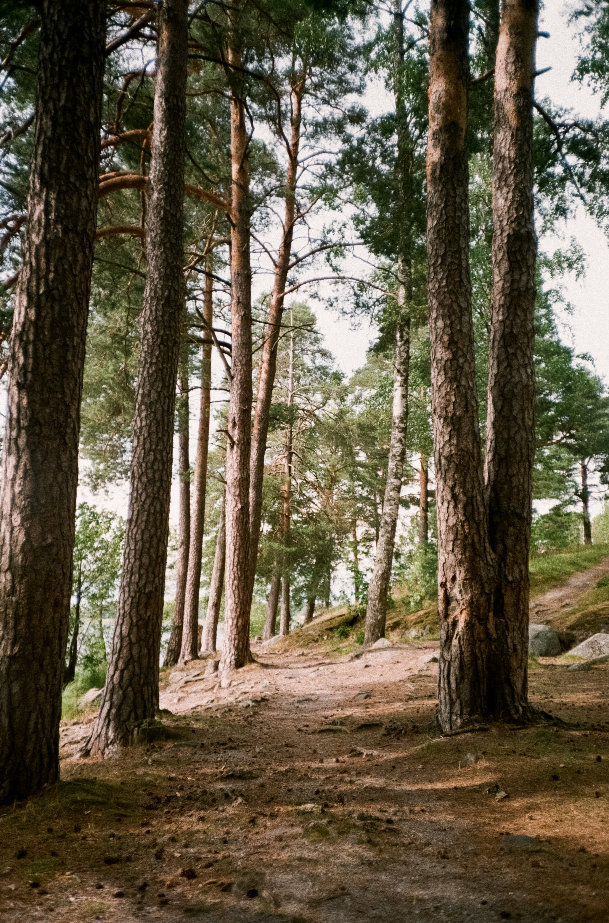 Остров Валаам и остров Каменистый на Cinestill 400D