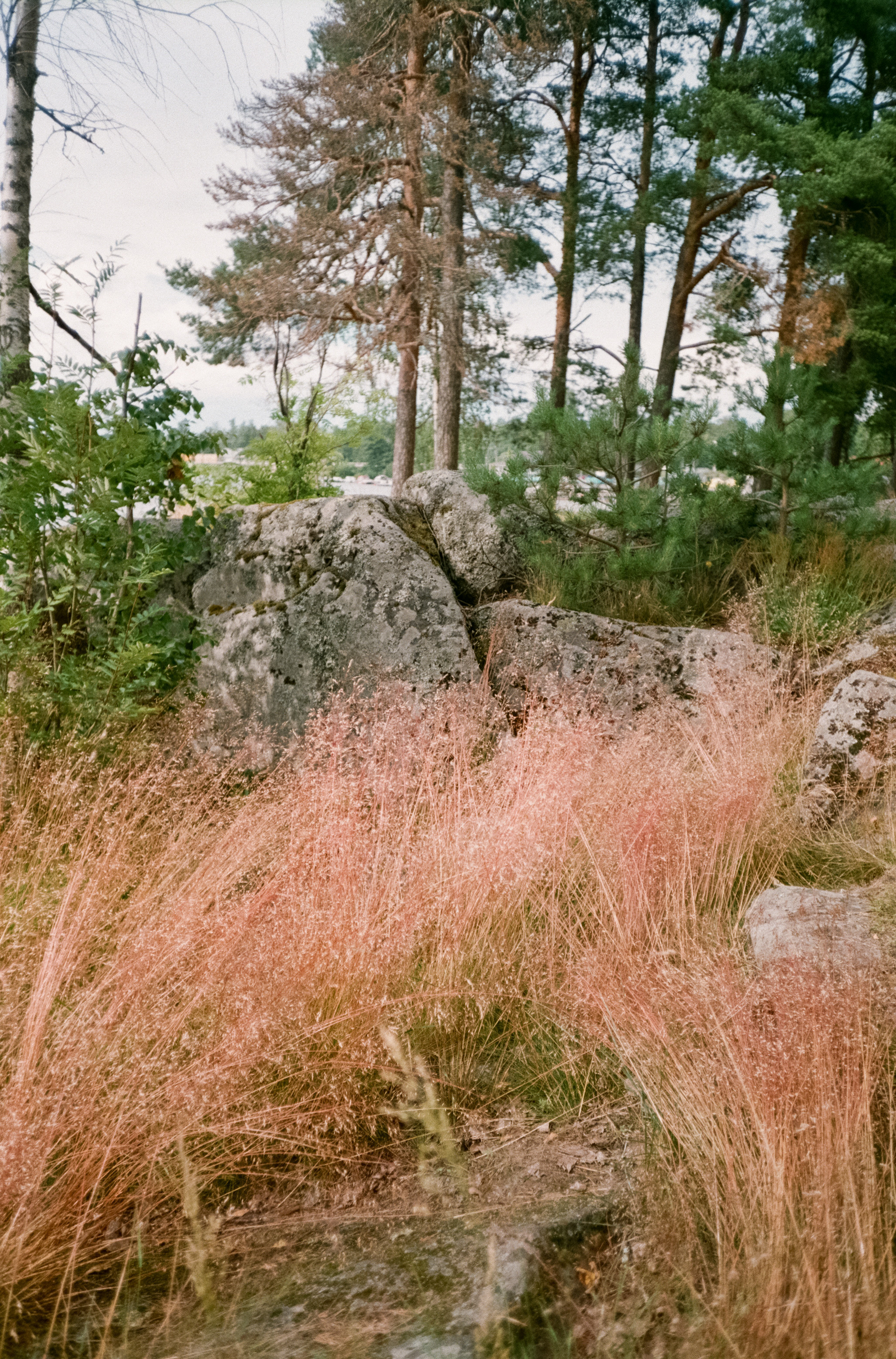 Остров Валаам и остров Каменистый на Cinestill 400D