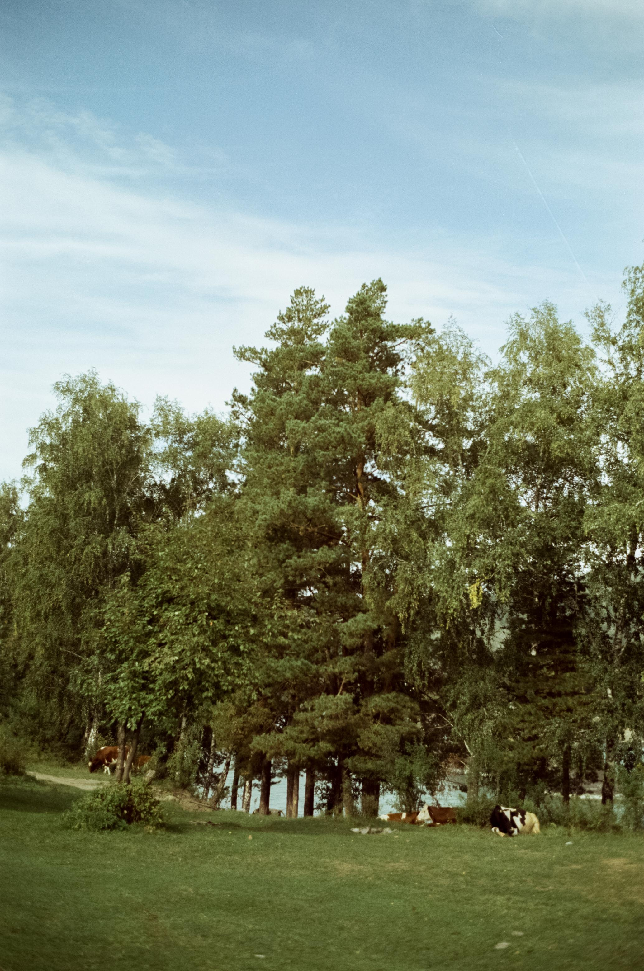 Зубы Дракона, Чемальский тракт