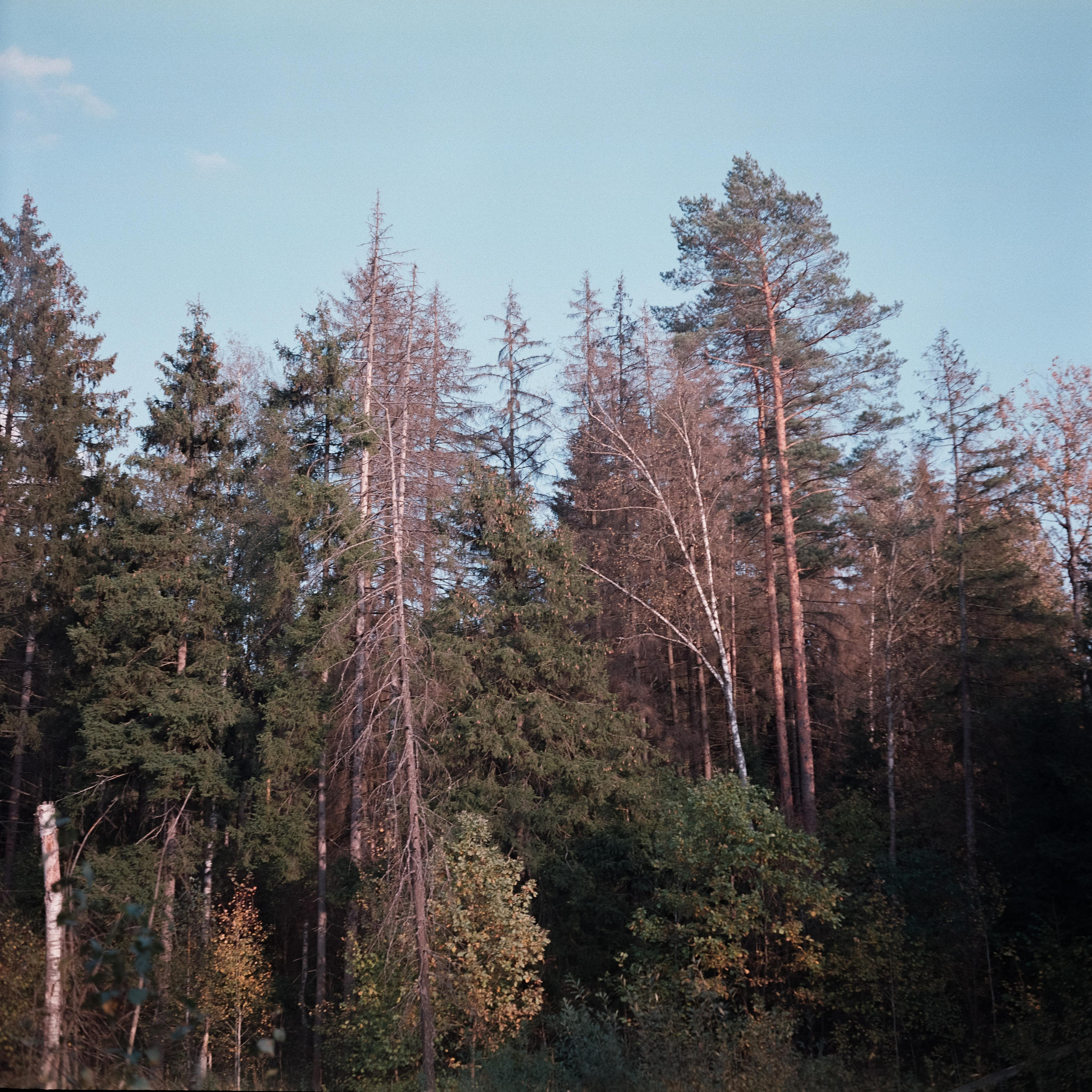 Проверка нового Super Fujica-6 с пленкой Fujifilm NPL 160