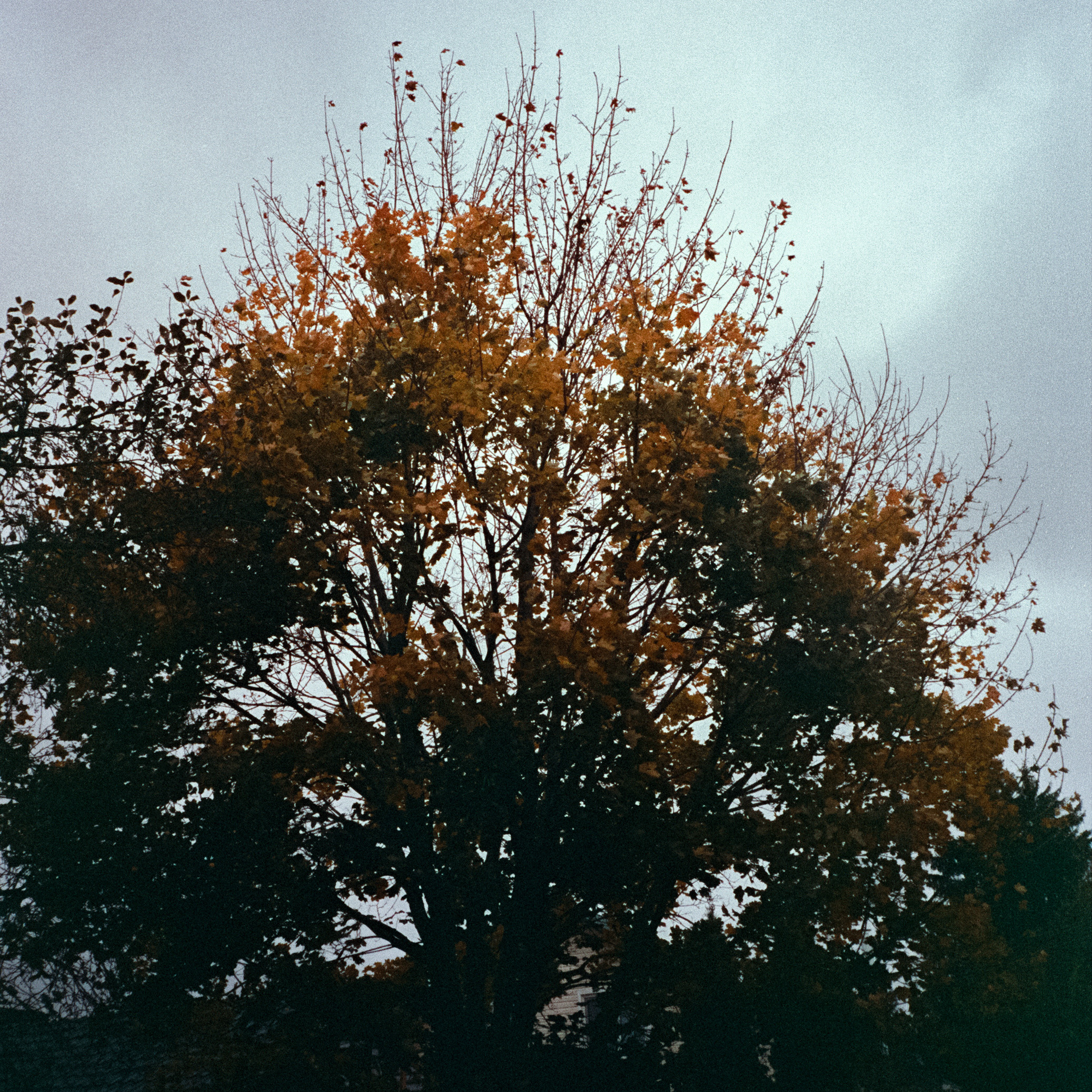 Fuji Work Record 28 мм / Konica Centuria Super 400 / Давыдовское