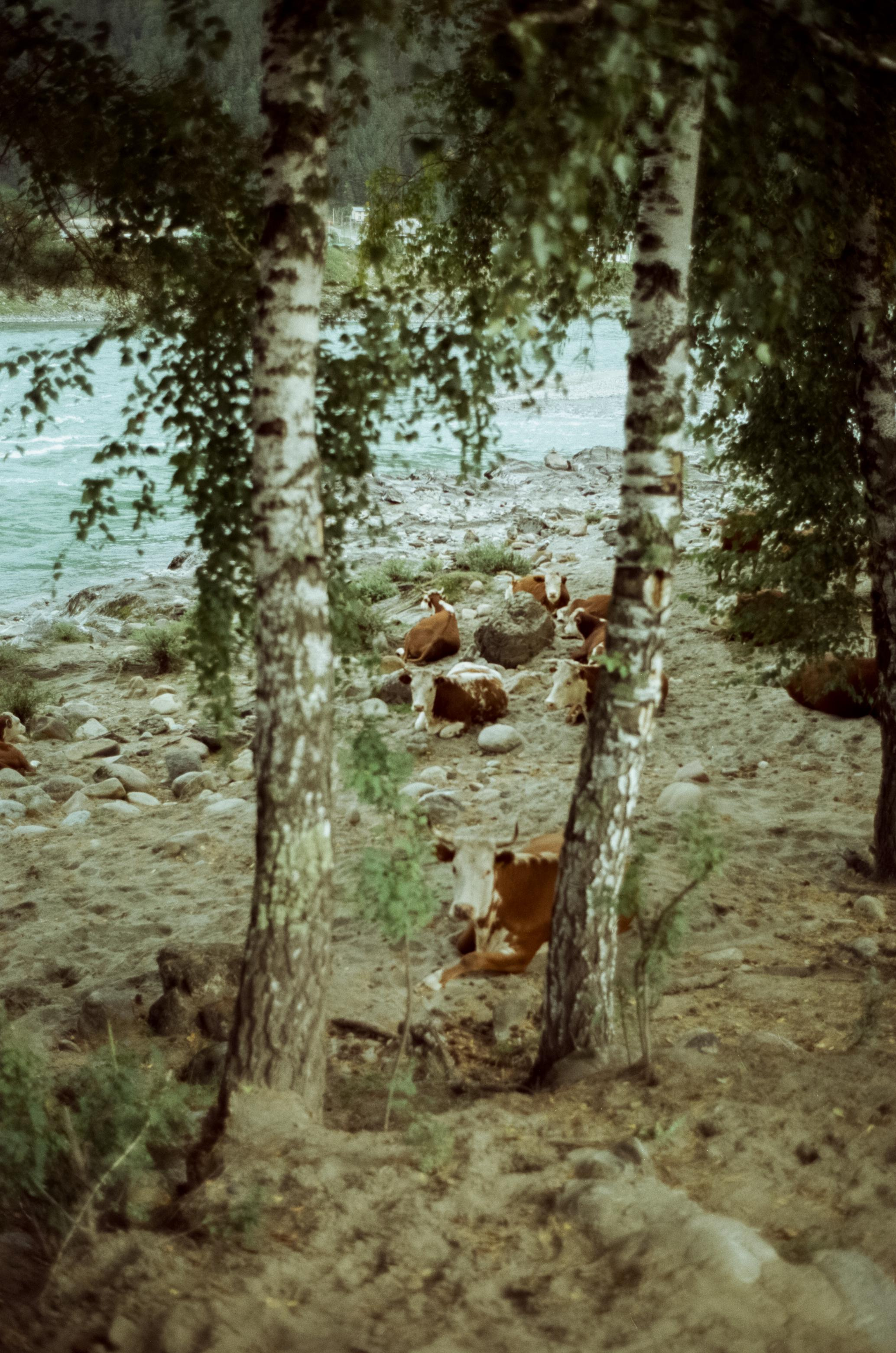 Зубы Дракона, Чемальский тракт