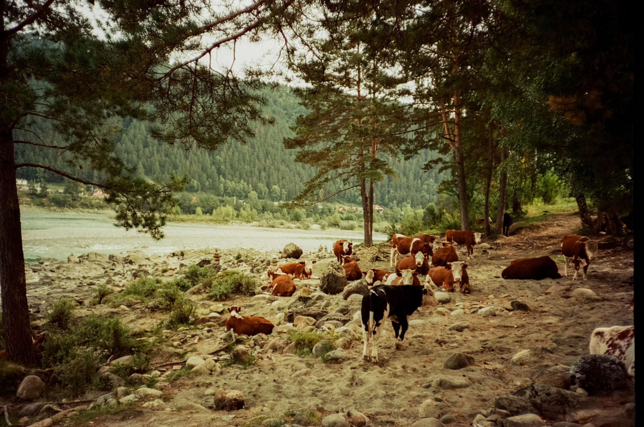 Kodak Aerocolor 125 примеры фотографий на пленку