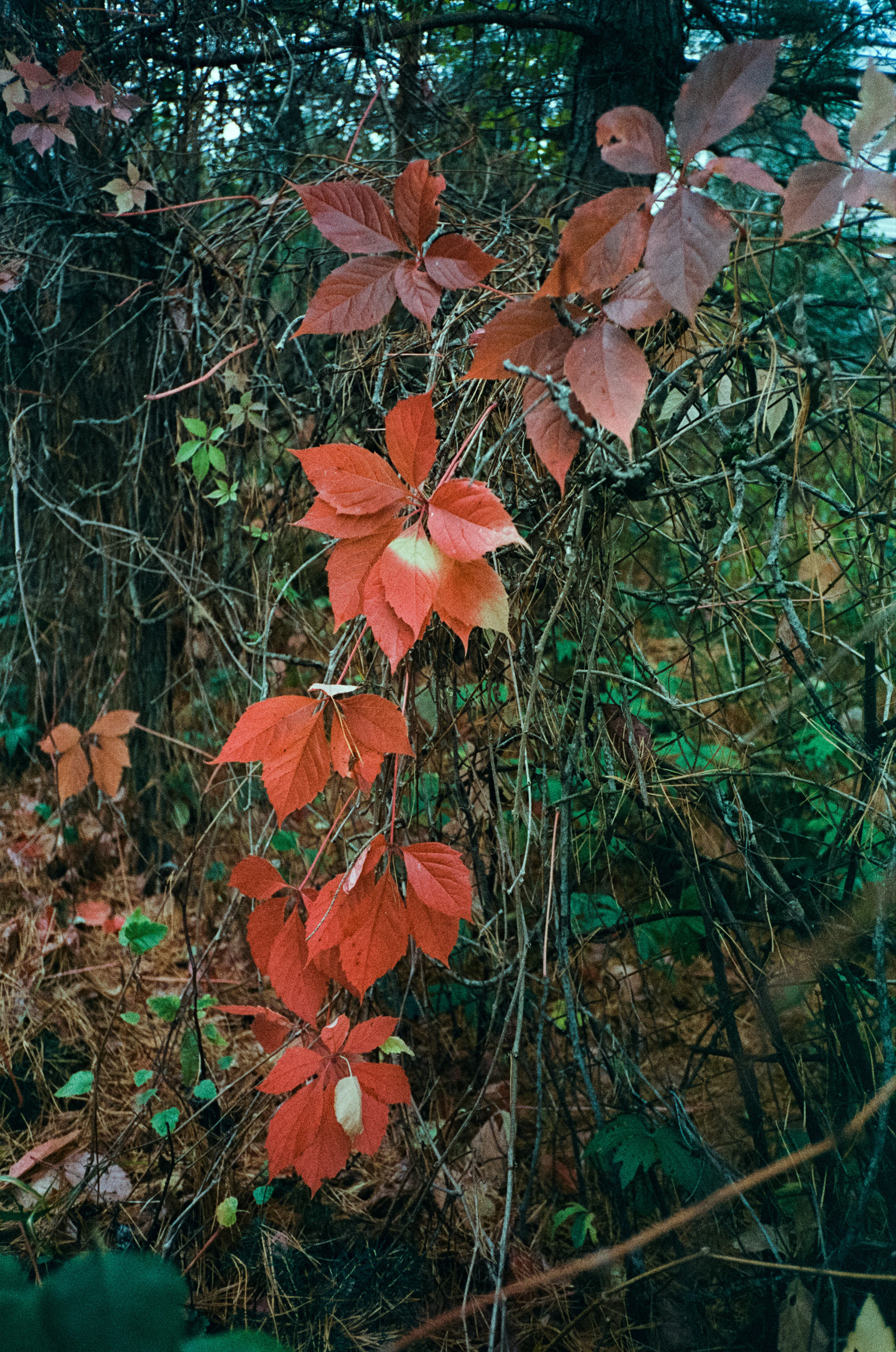 Fuji Work Record 28 мм / Konica Centuria Super 400 / Давыдовское