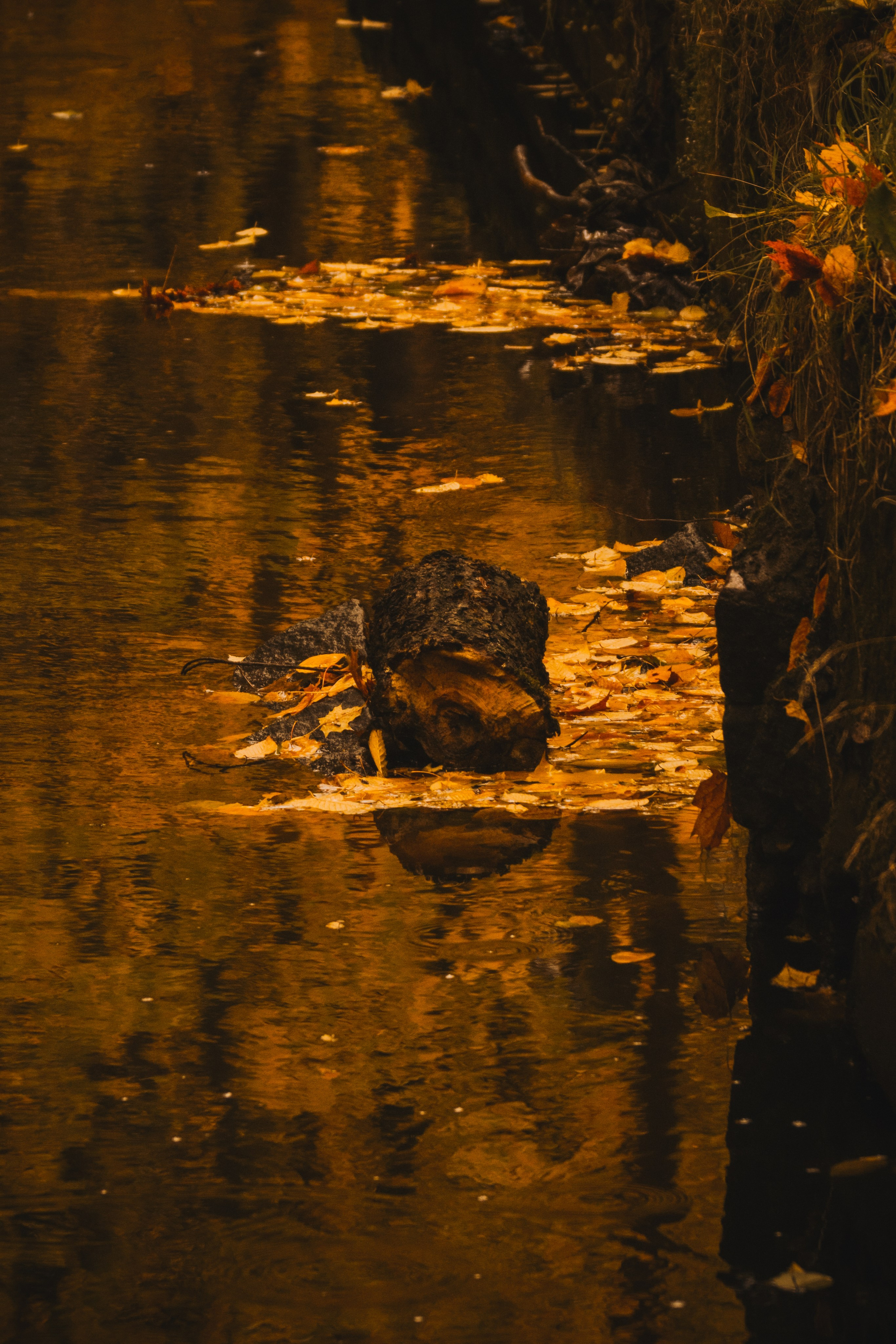 Ж Е Л Т Ы Й. — Digital Noise —