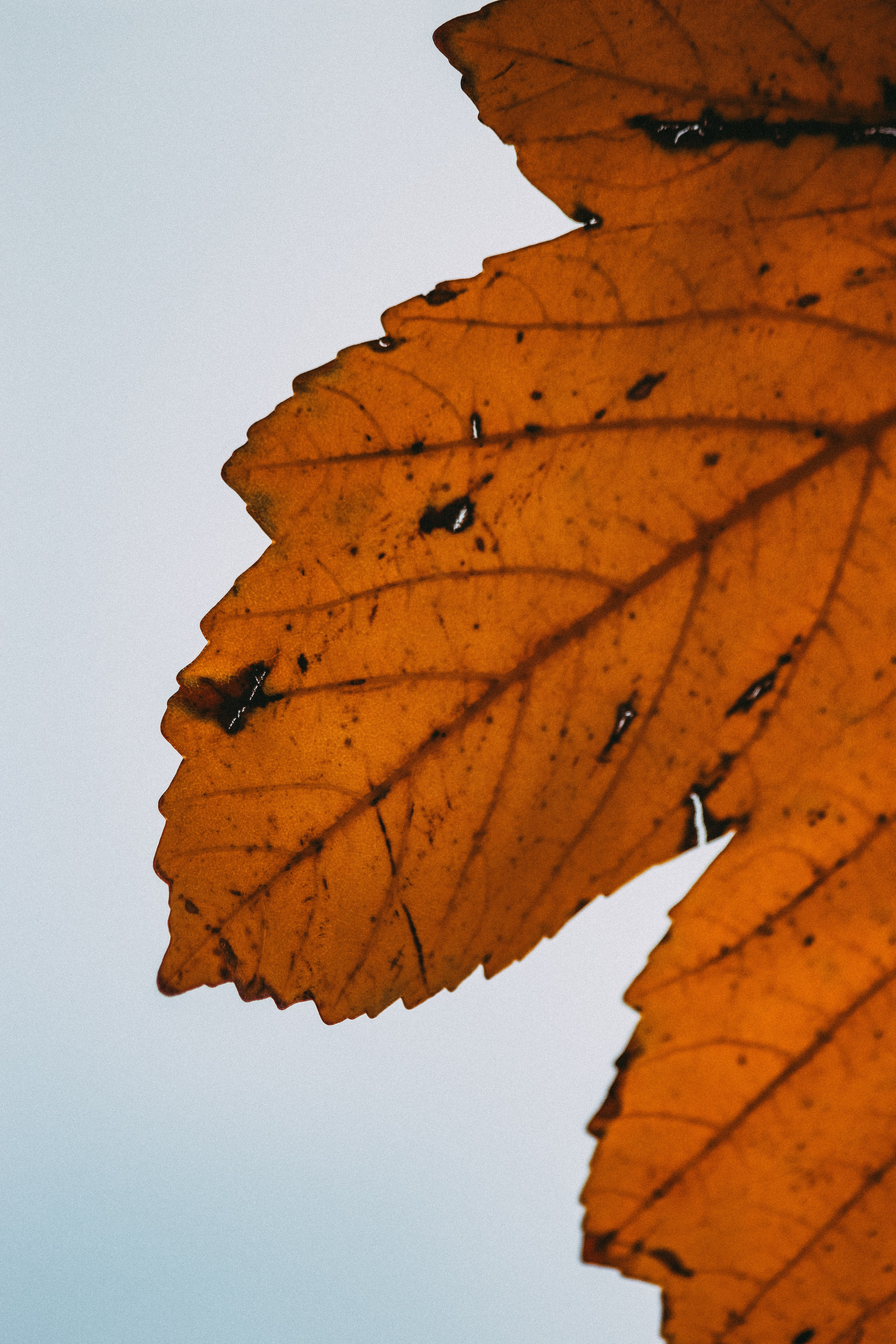 Ж Е Л Т Ы Й. — Digital Noise —