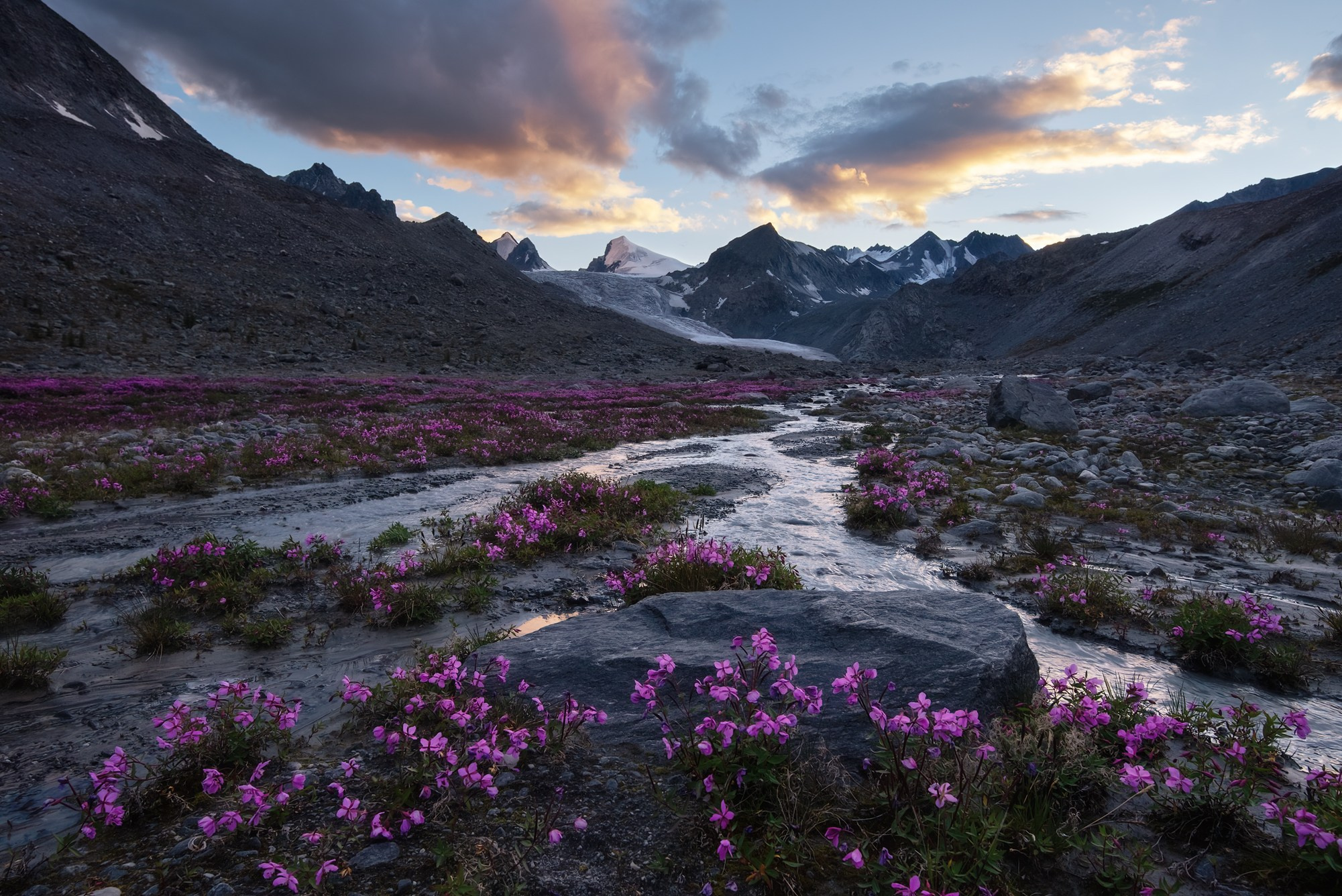 Розовые грёзы Ак-Кола. Кош-Агачский район, август 2024