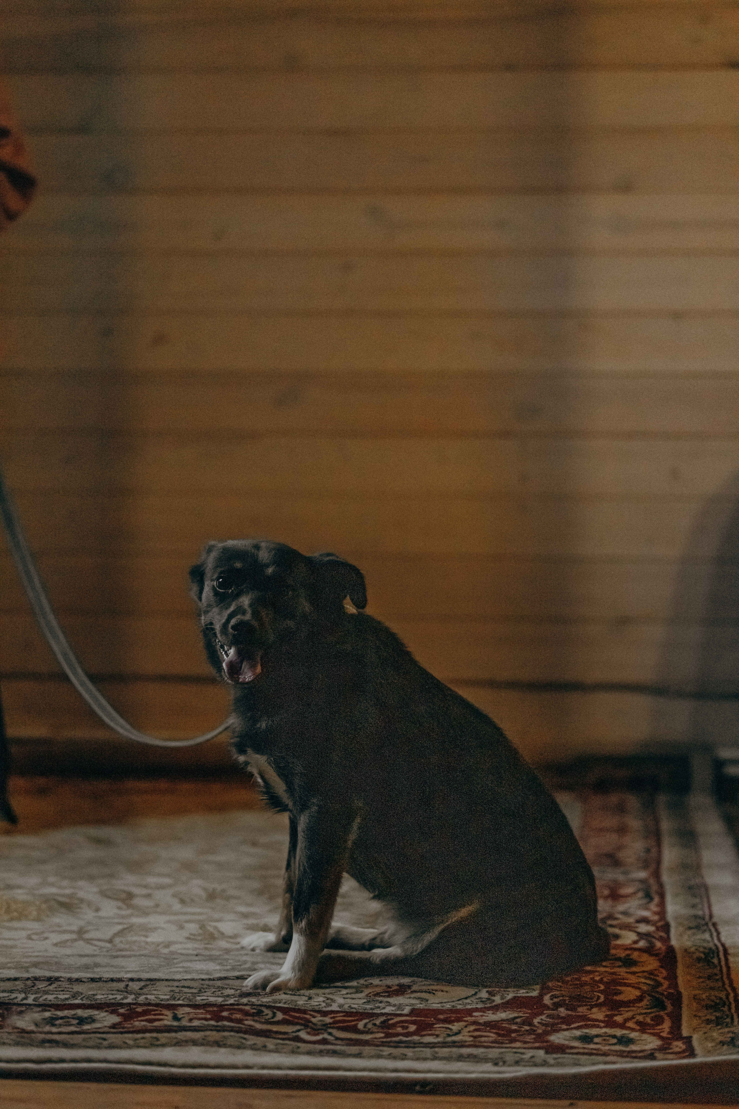 Передержка. Фотограф-анималист в Москве Лера Черноног