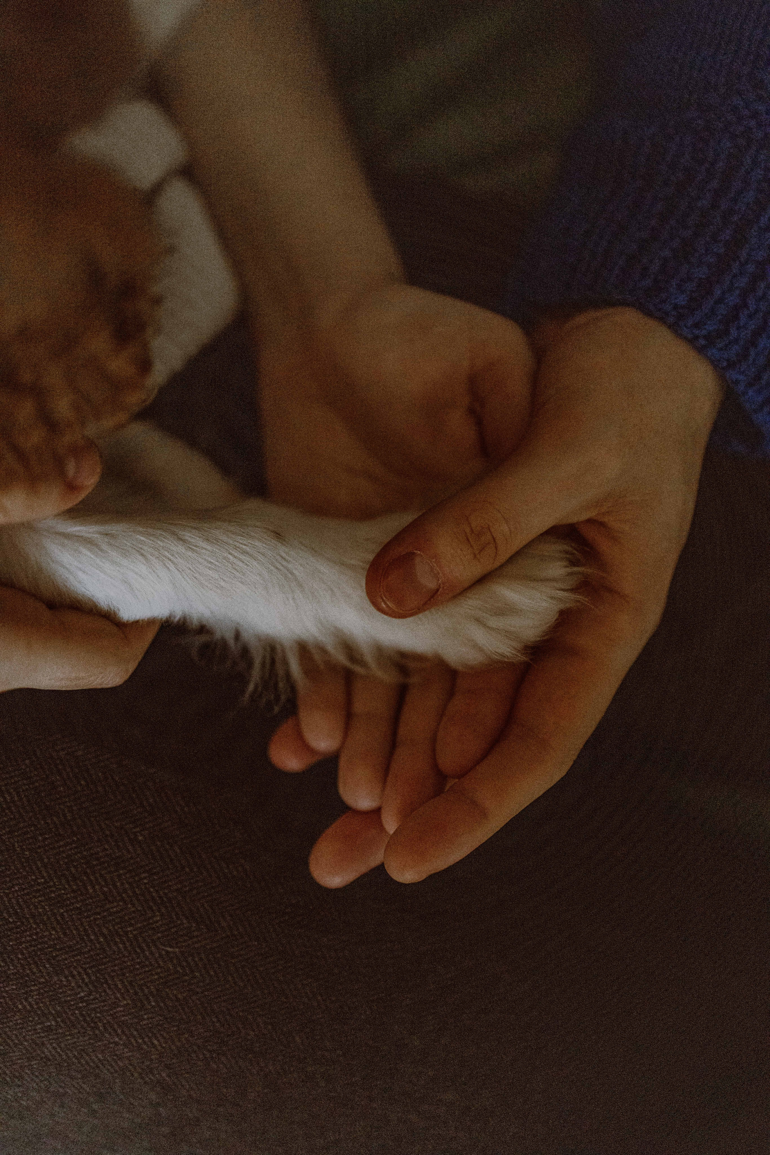 Юля и Кипр. Фотограф-анималист в Москве Лера Черноног