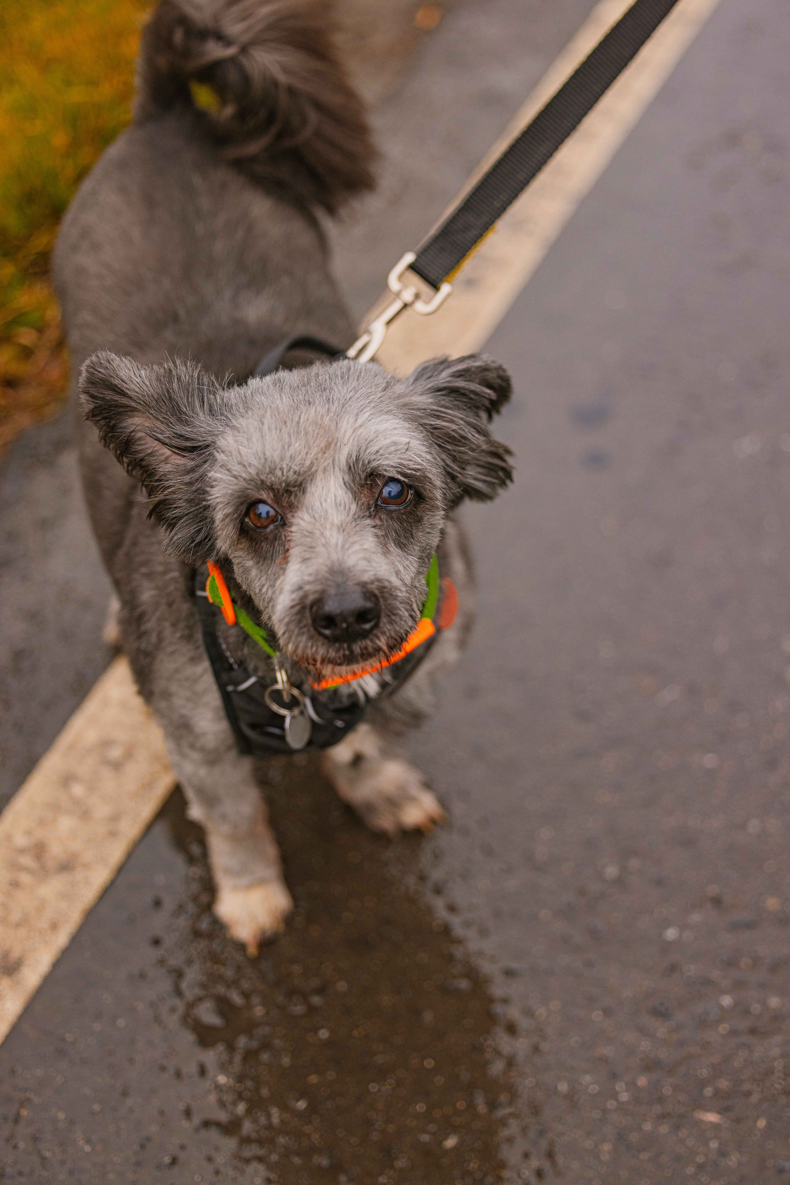 Передержка. Фотограф-анималист в Москве Лера Черноног