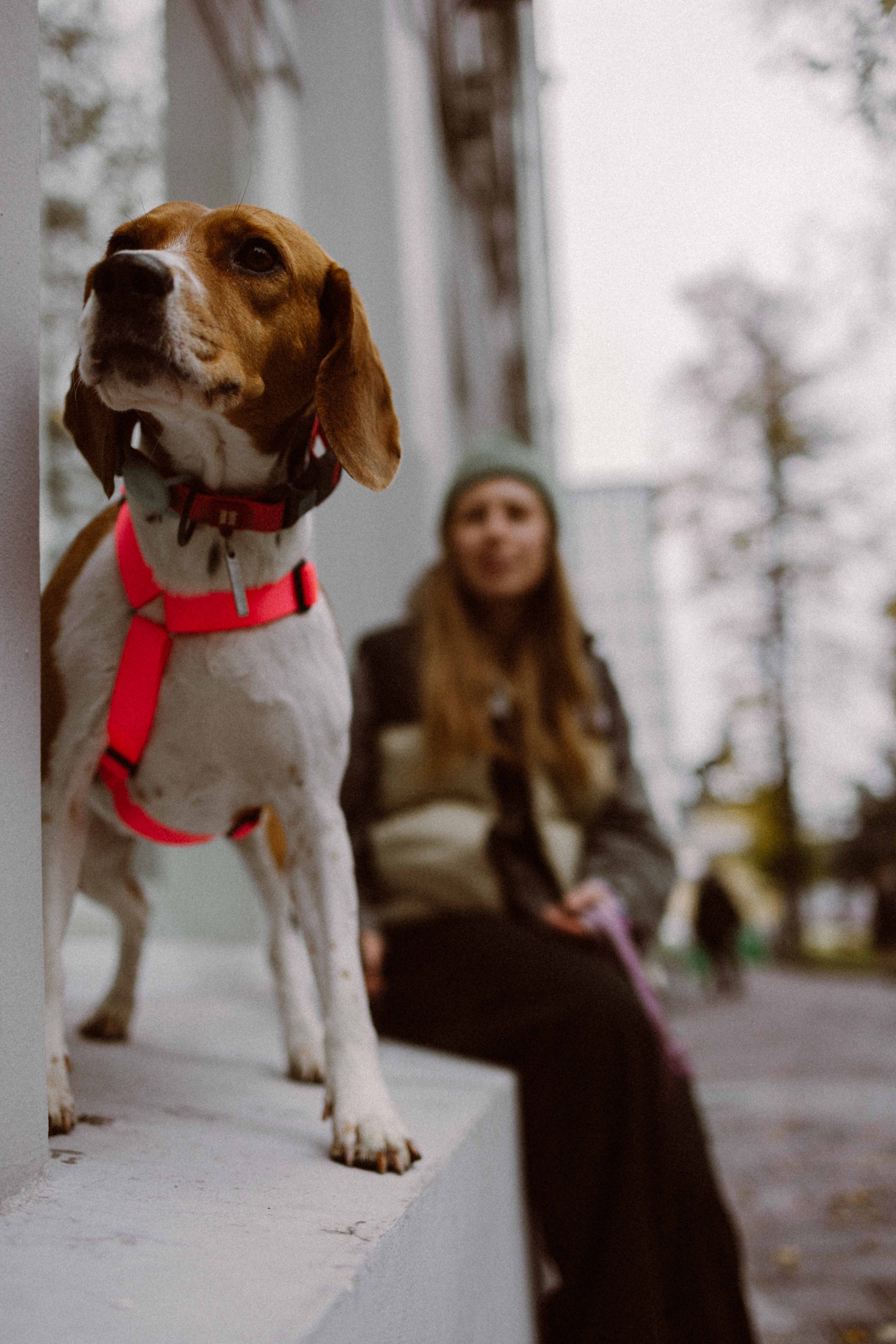 Света и Ива. Фотограф-анималист в Москве Лера Черноног