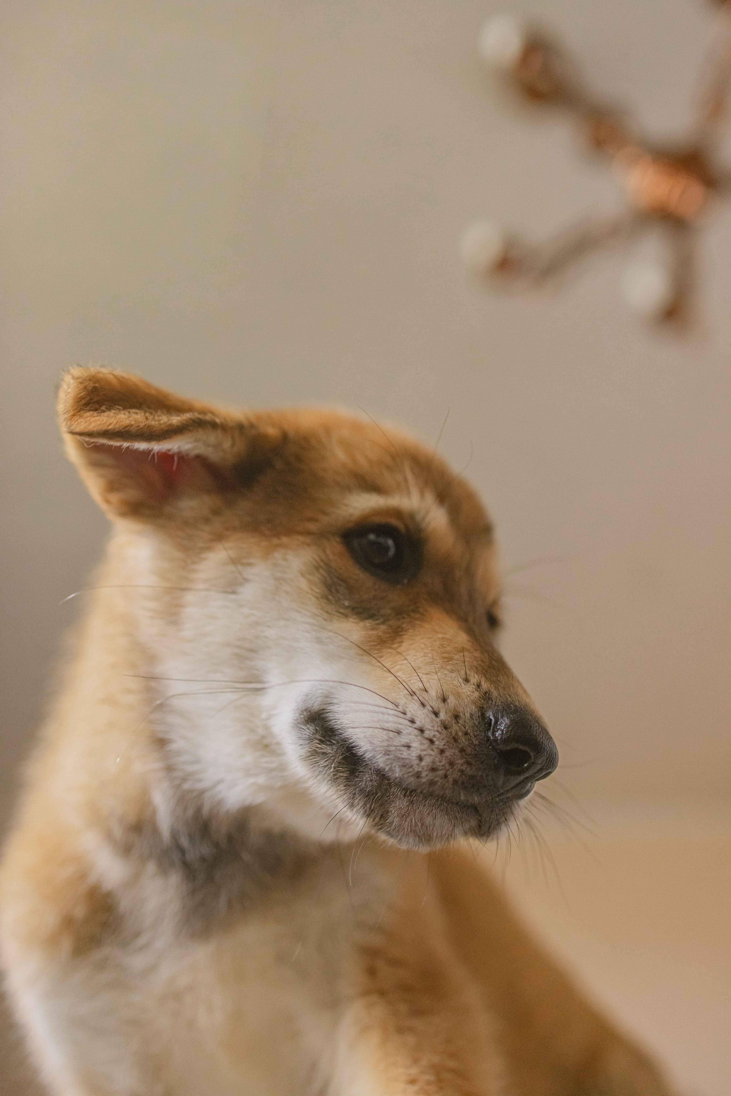 Щеночки на кухне. Фотограф-анималист в Москве Лера Черноног