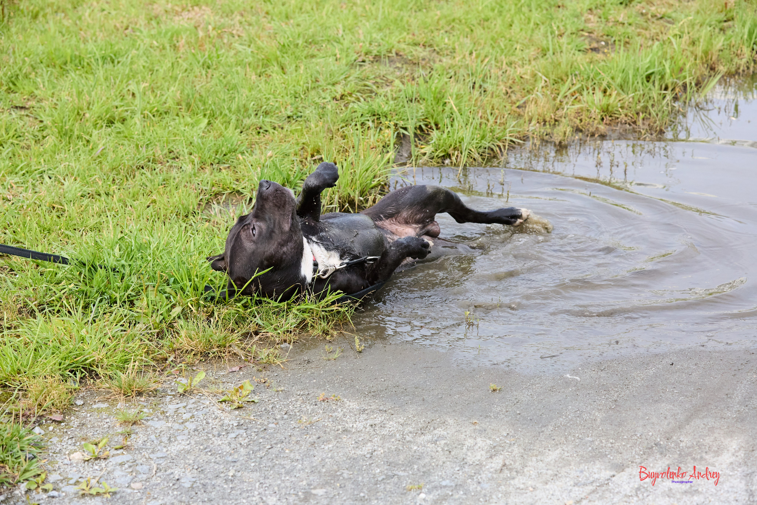 Проект фотопрогулка с хвостиком. Buyvolenko Andrey