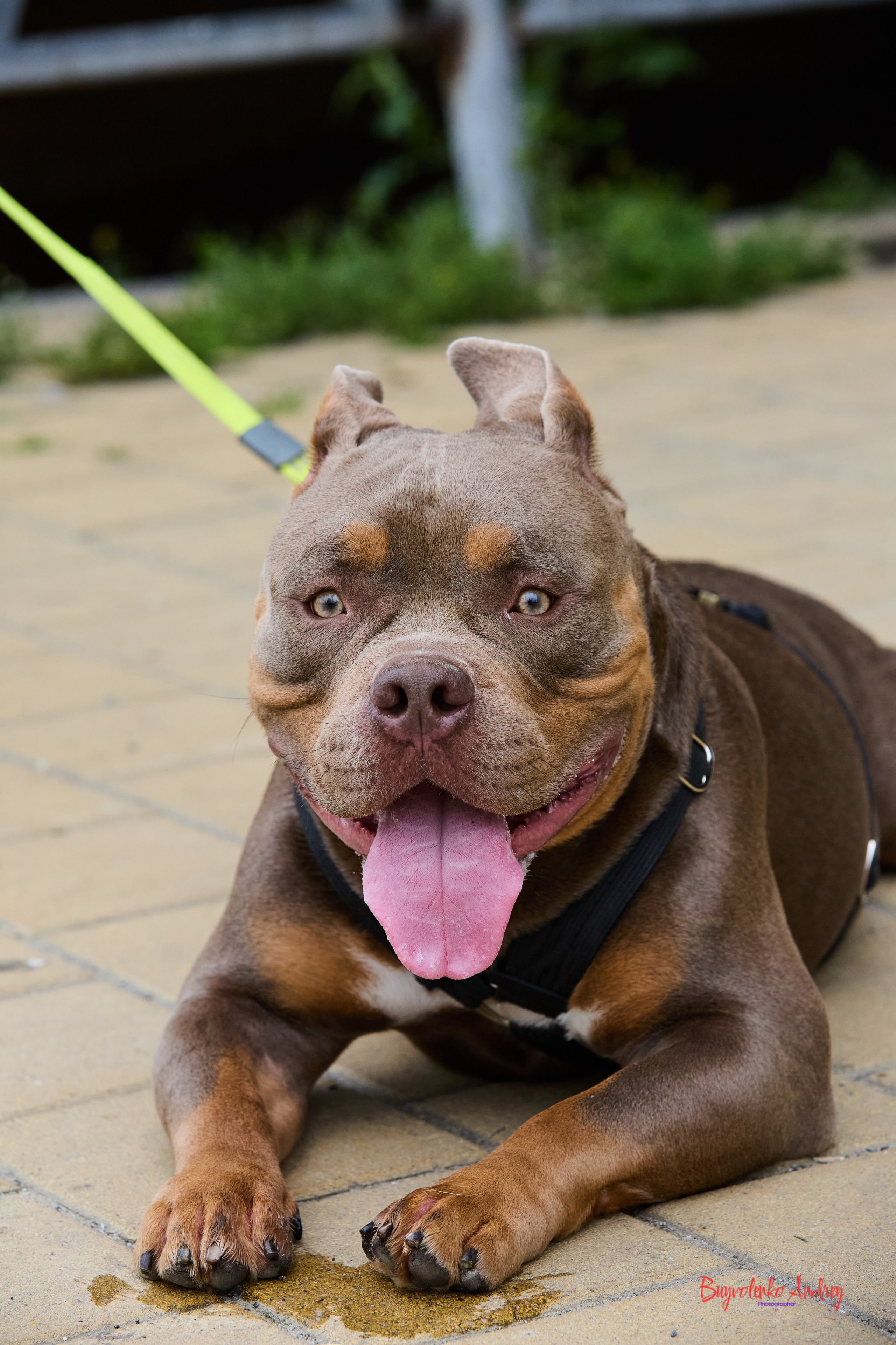 Проект фотопрогулка с хвостиком. Buyvolenko Andrey