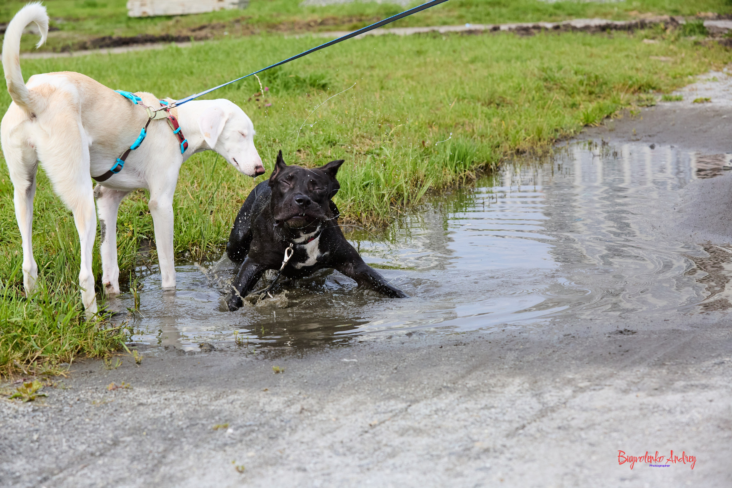 Проект фотопрогулка с хвостиком. Buyvolenko Andrey
